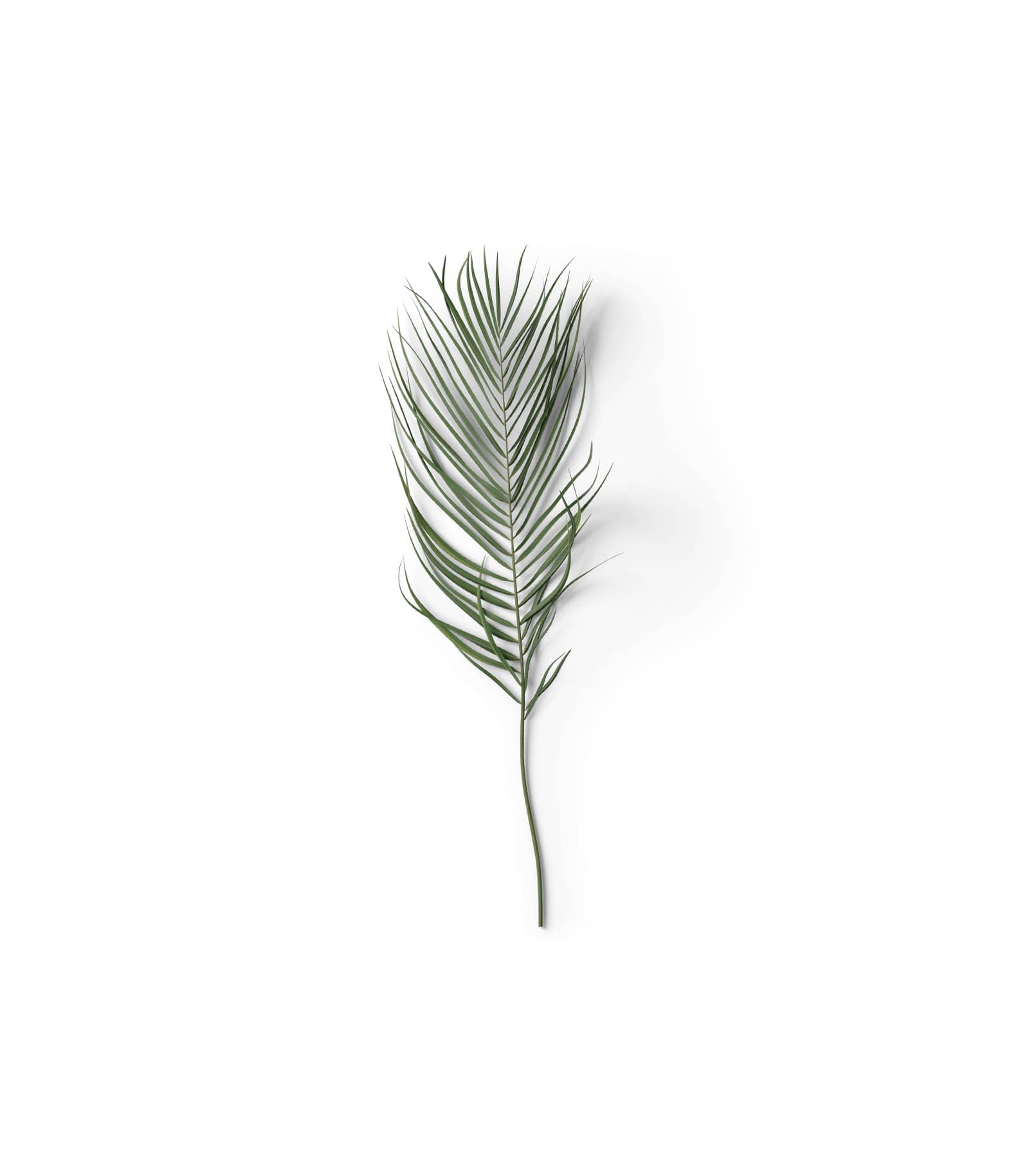 Mockup palm leaf top v4 Mockup Palm Leaf Top V4