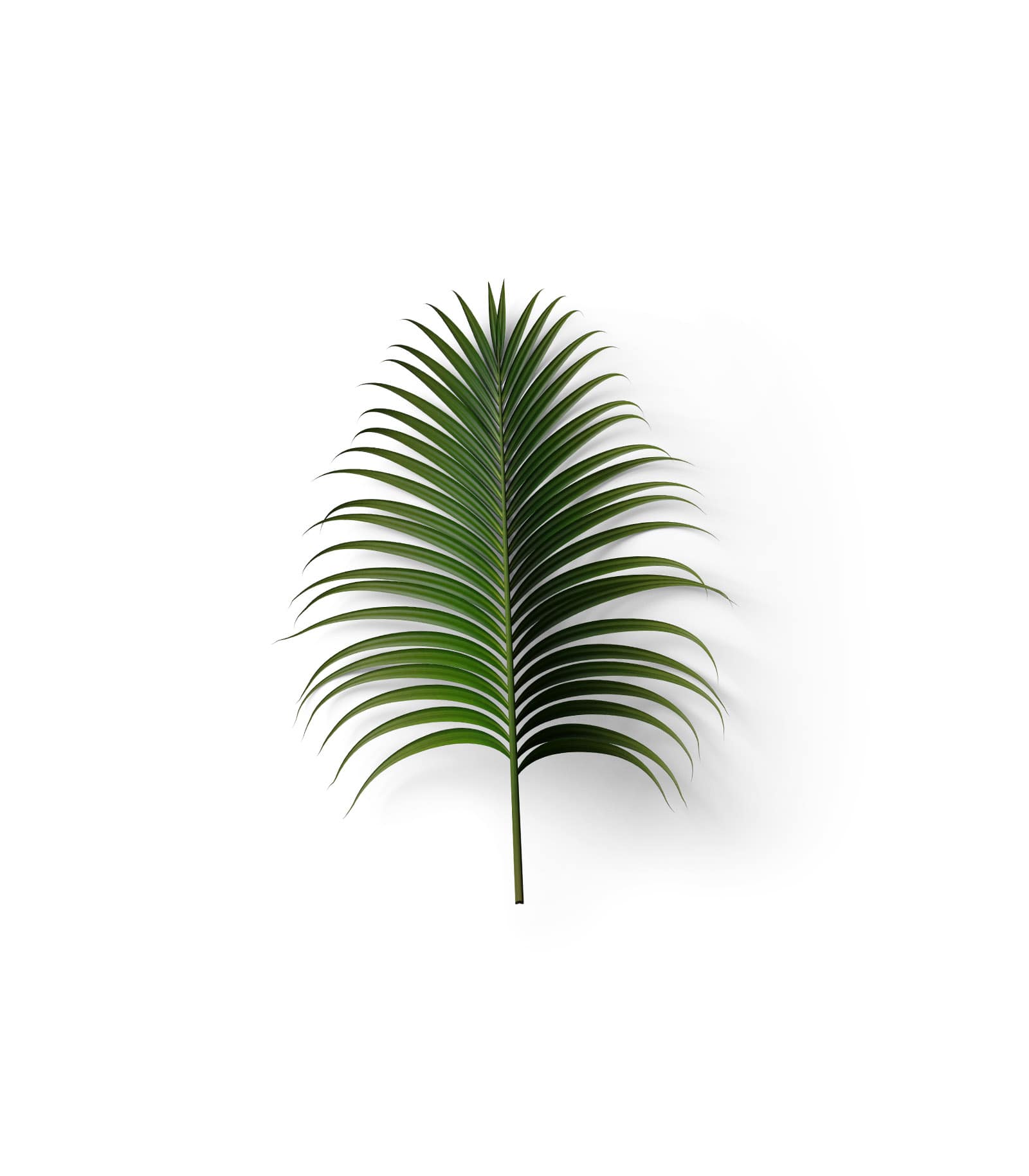 Mockup palm leaf top v5 Mockup Palm Leaf Top V5