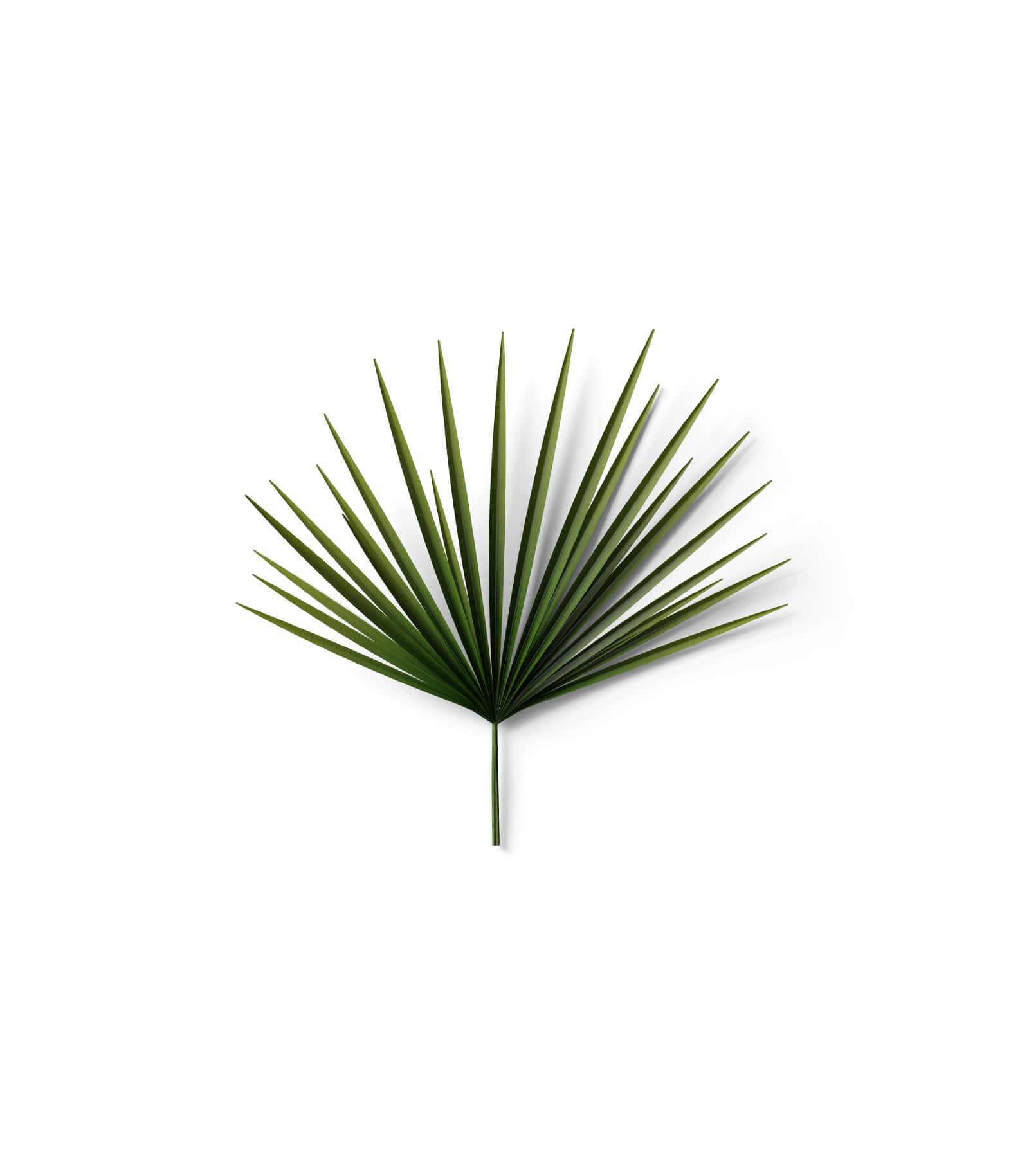 Mockup palm leaf top v6 Mockup Palm Leaf Top V6