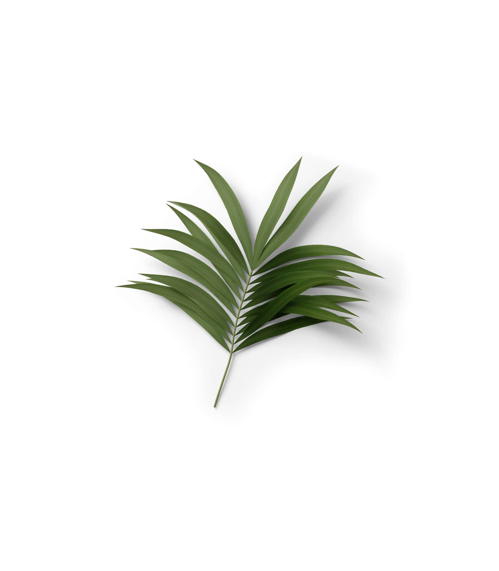 Mockup palm leaf top v8 Mockup Palm Leaf Top V8