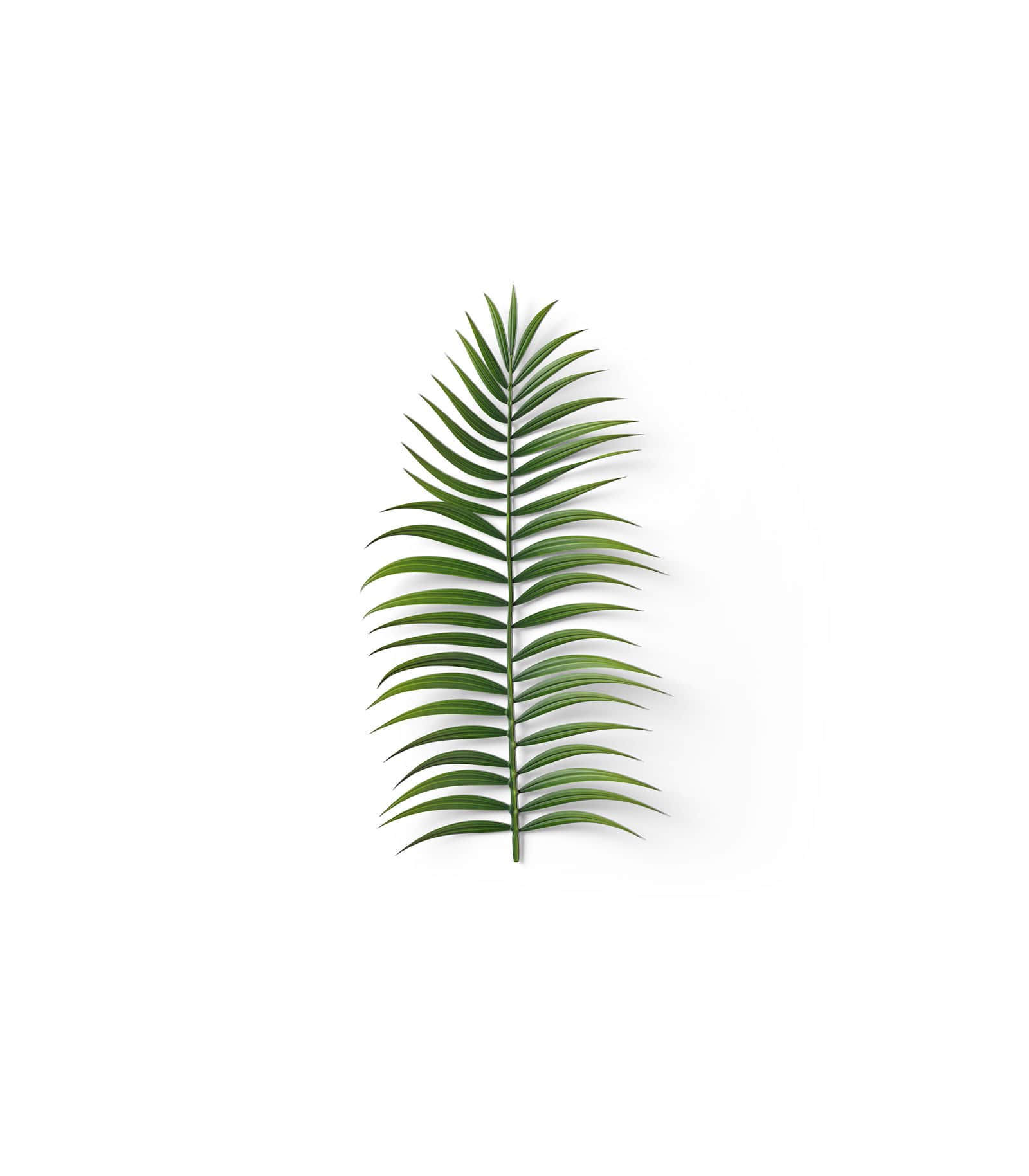 Mockup palm leaf v1 top Mockup Palm Leaf V1 Top