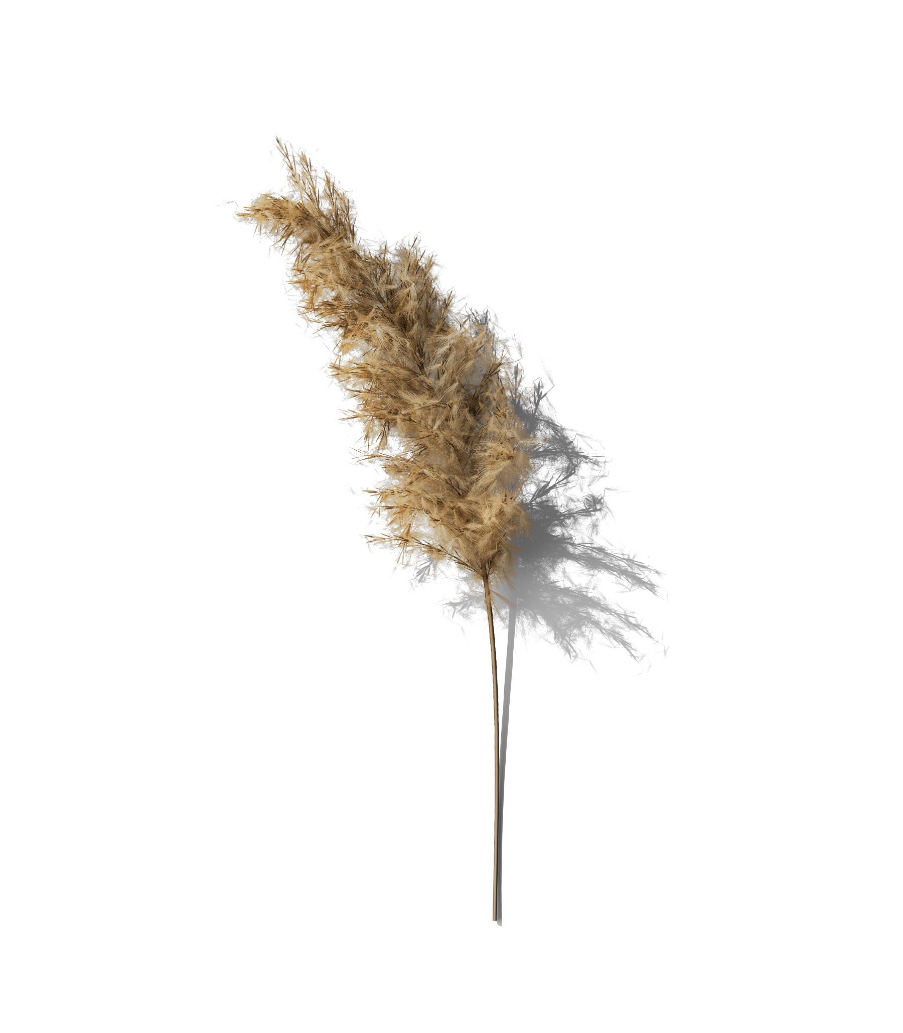Mockup pampas dry plant v1 front view Mockup Pampas Dry Plant V1 Front View