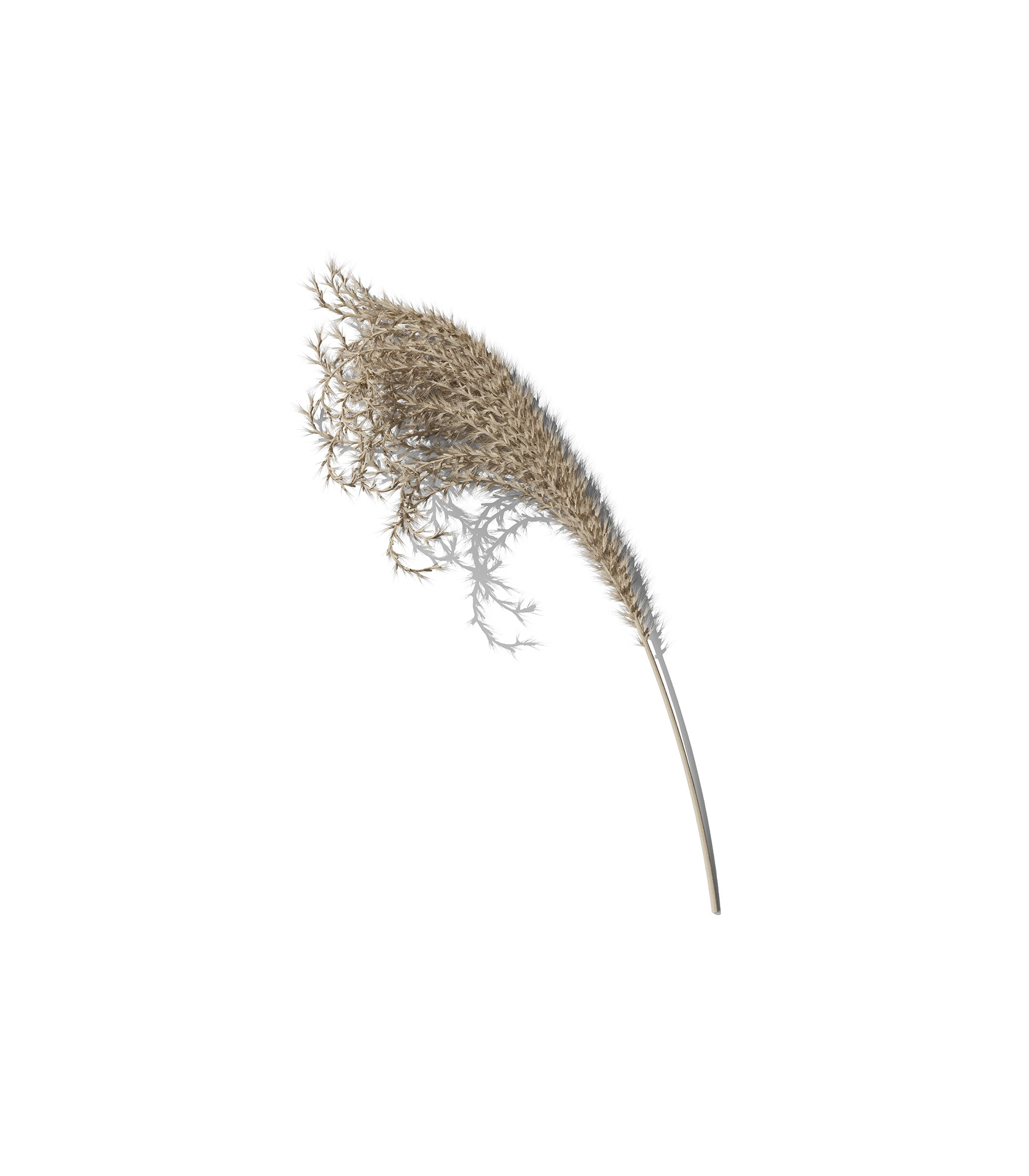 Mockup pampas grass v1 front view Mockup Pampas Grass V1 Front View
