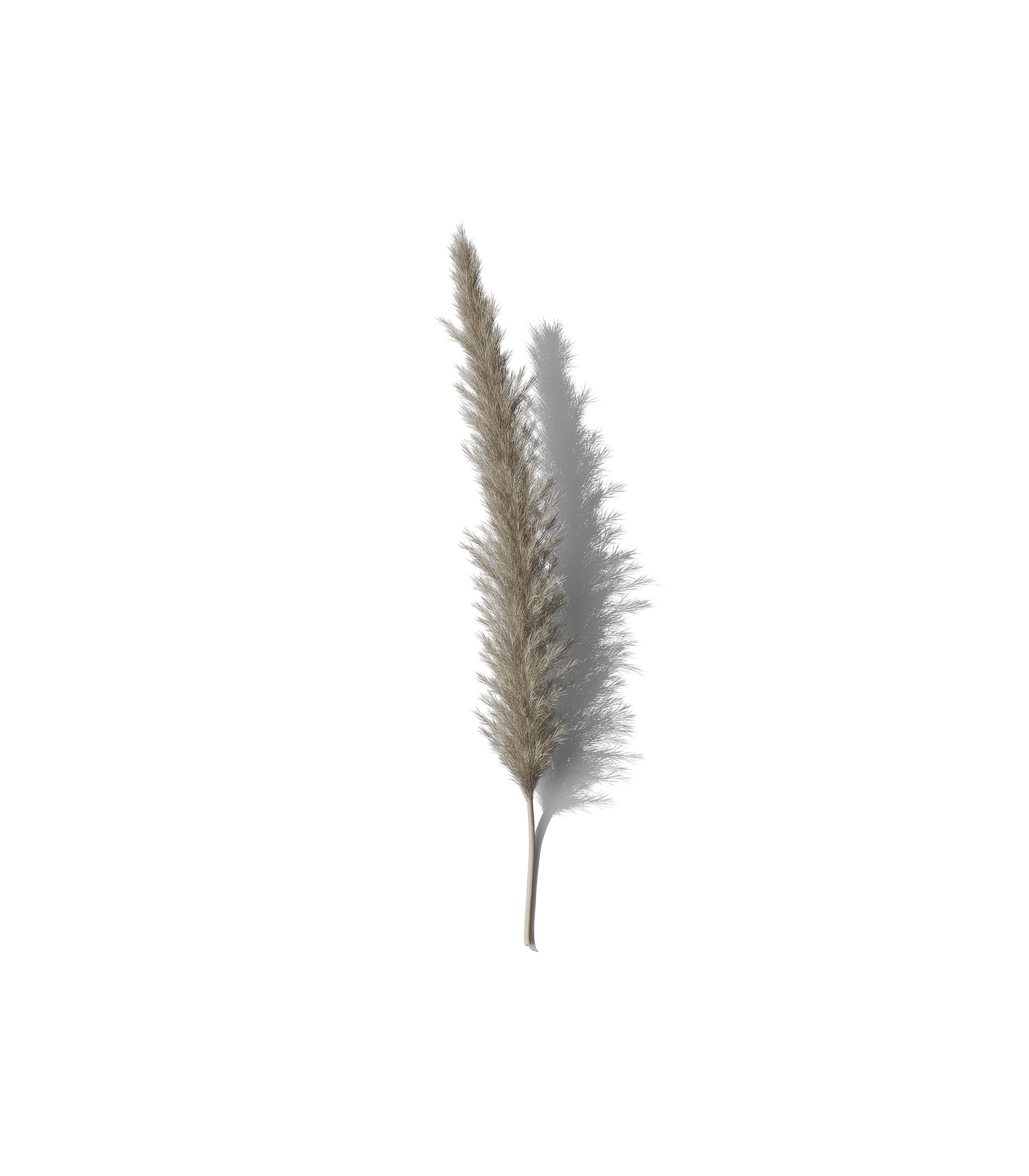 Mockup pampas grass v2 front view Mockup Pampas Grass V2 Front View