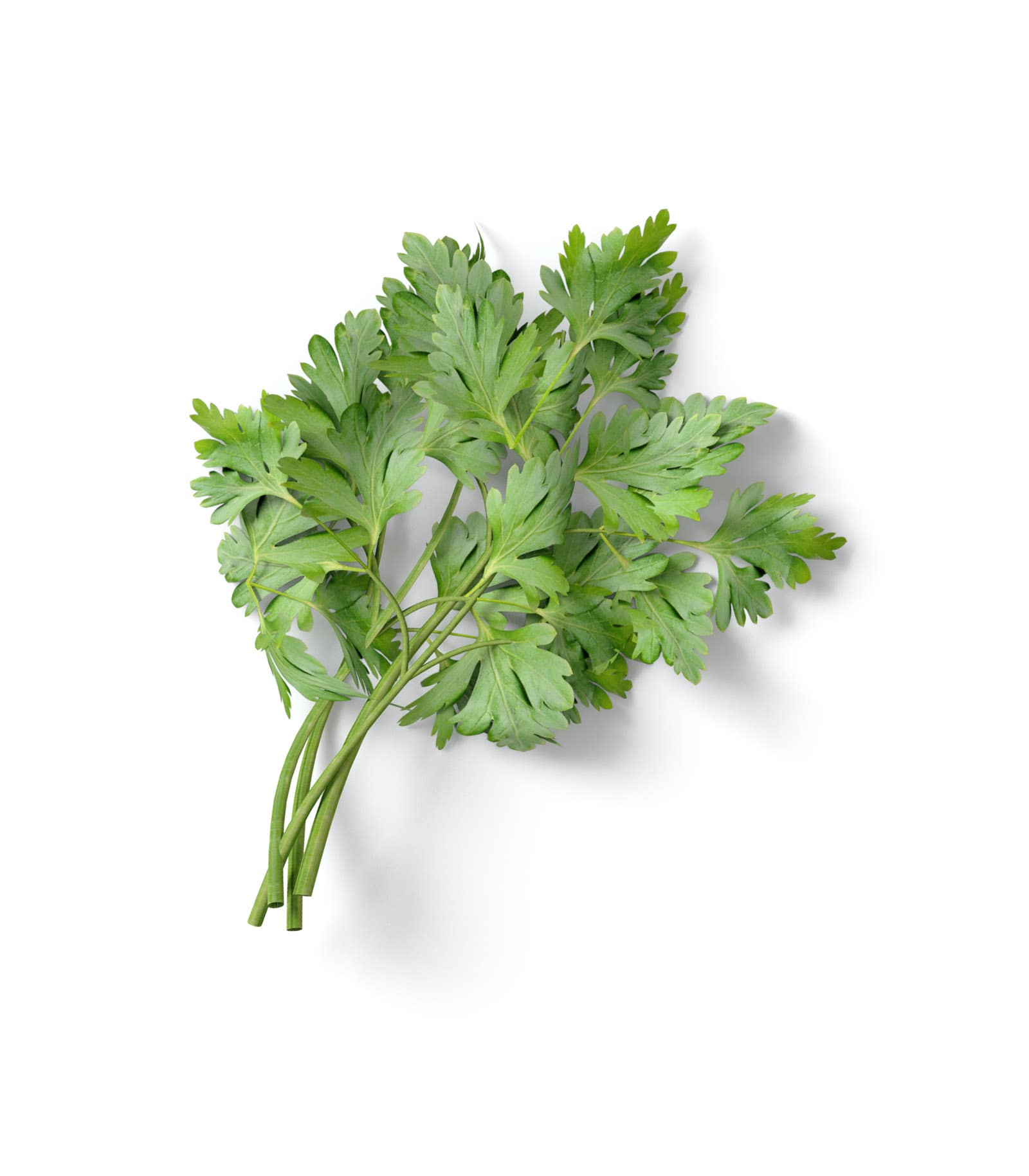 Mockup parsley v1 top Mockup Parsley V1 Top