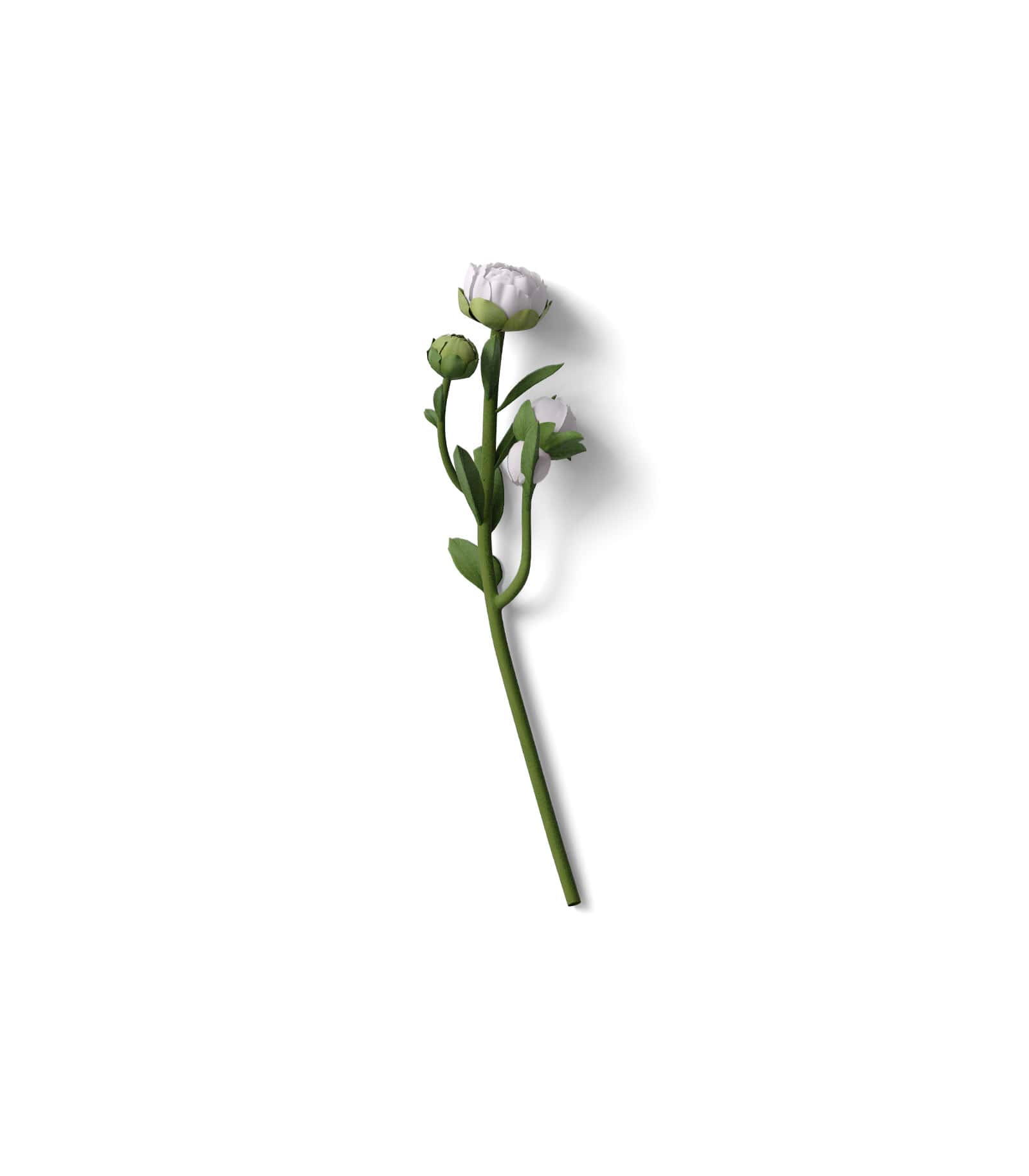 Mockup peony top v2 Mockup Peony Top V2