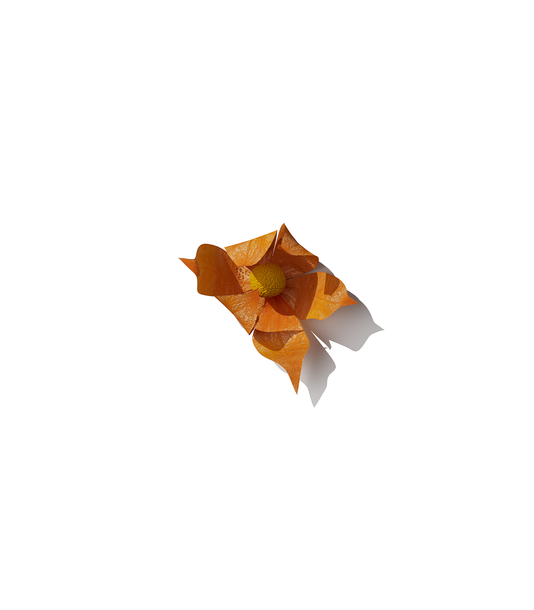 Mockup physalis v4 front view Mockup Physalis V4 Front View