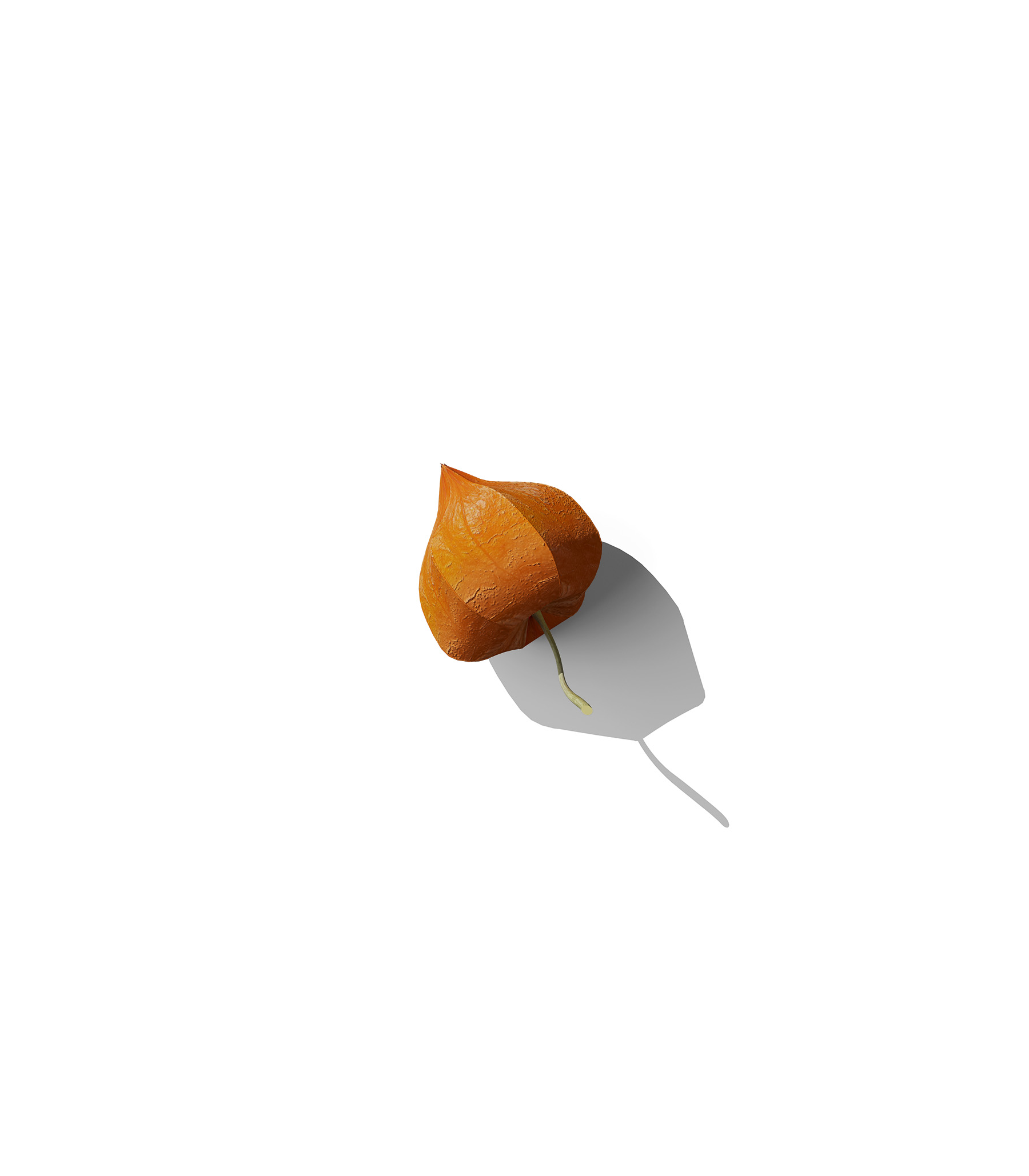 Mockup physalis v5 front view Mockup Physalis V5 Front View