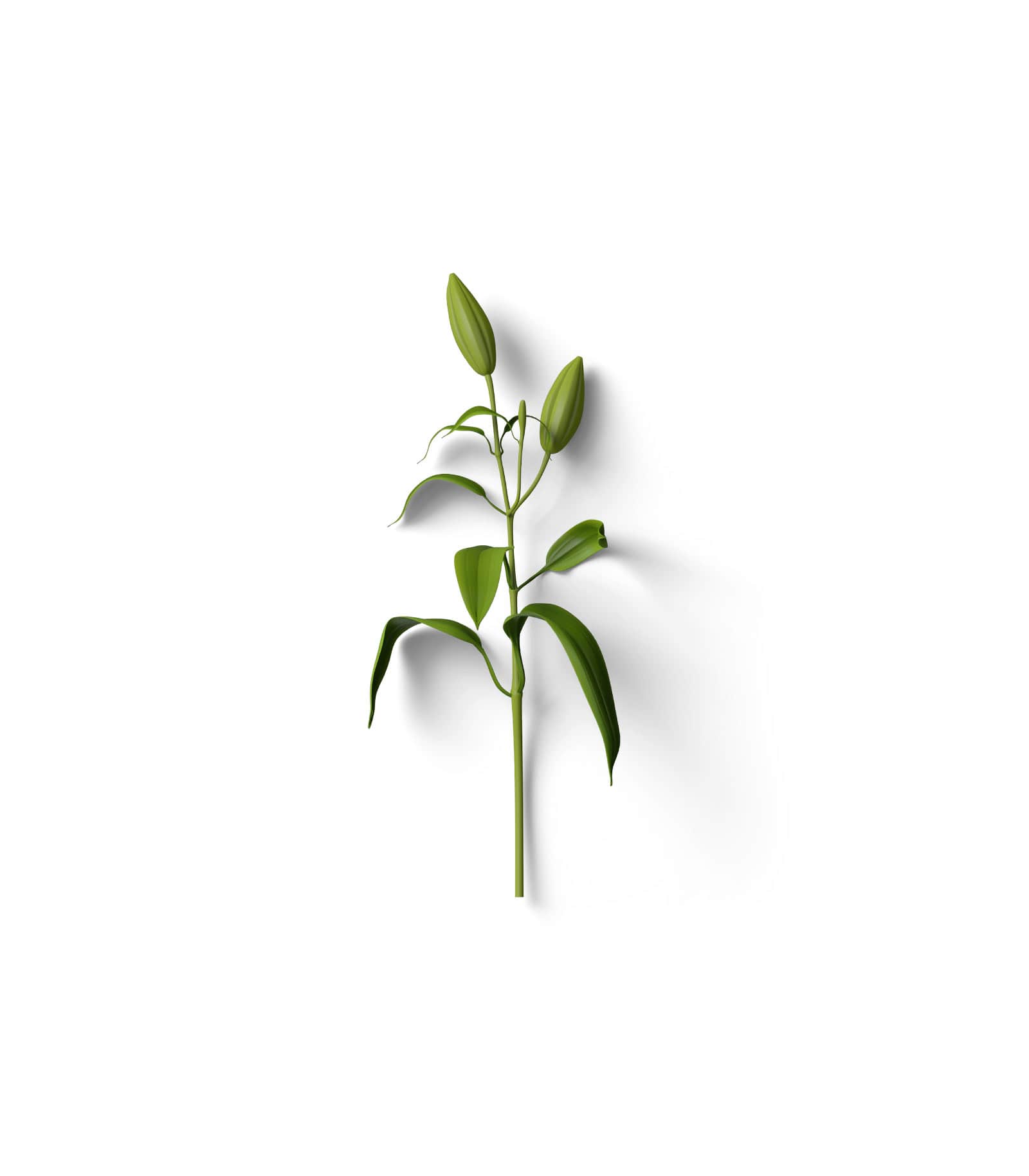 Mockup plant top v10 Mockup Plant Top V10