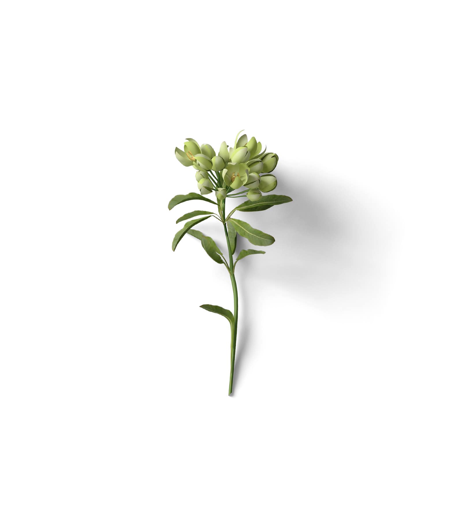 Mockup plant top v9 Mockup Plant Top V9