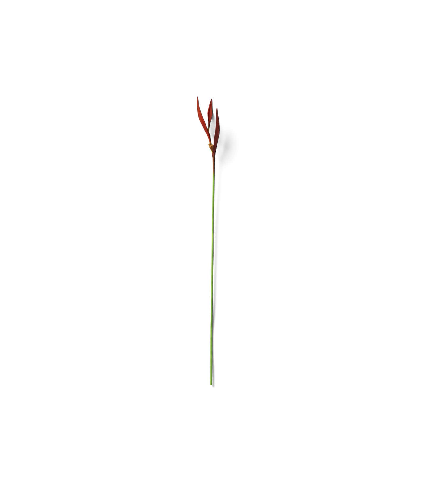 Mockup plant v7 top Mockup Plant V7 Top