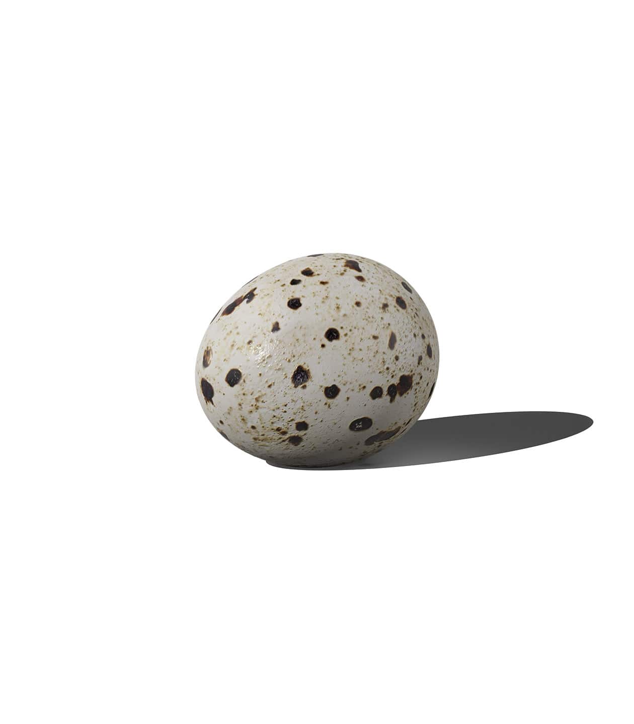 Mockup quail egg v1 front Mockup Quail Egg V1 Front