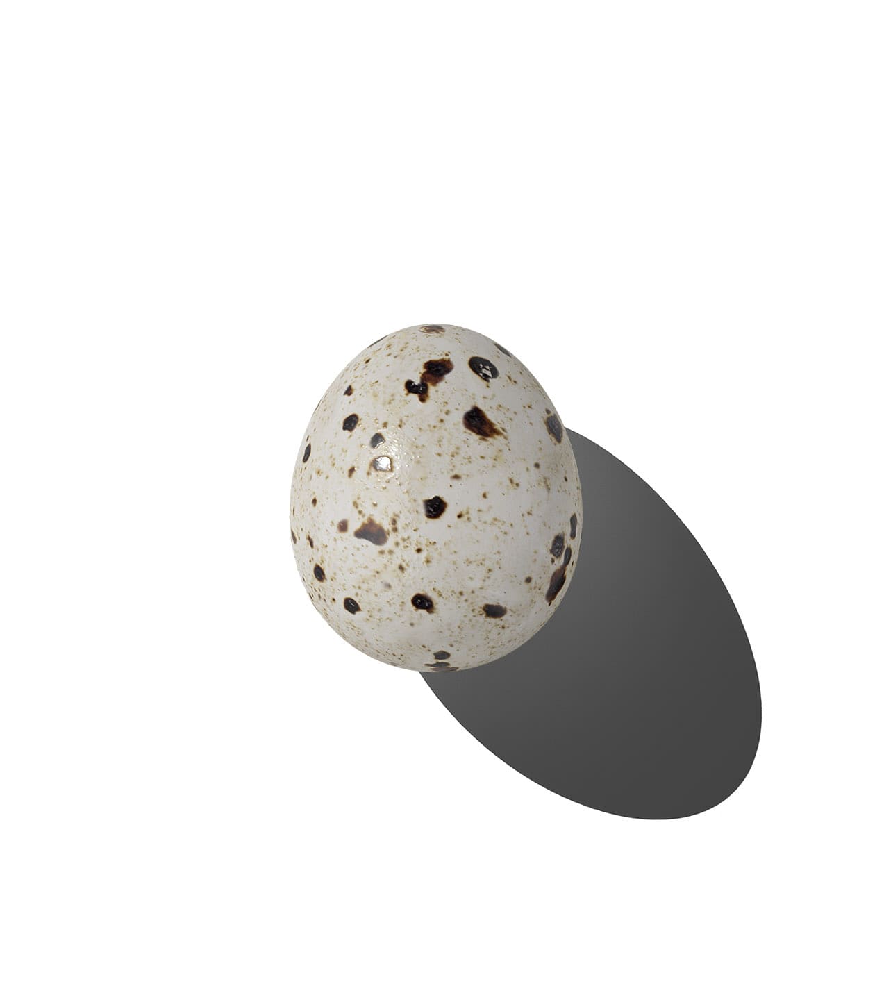 Mockup quail egg v1 top Mockup Quail Egg V1 Top