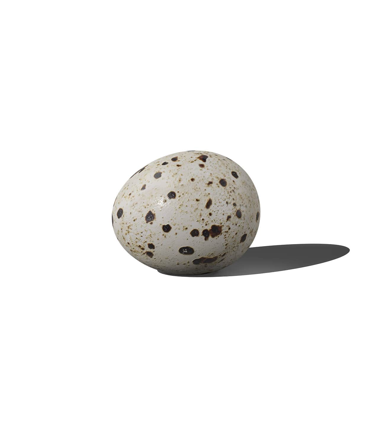 Mockup quail egg v2 front Mockup Quail Egg V2 Front
