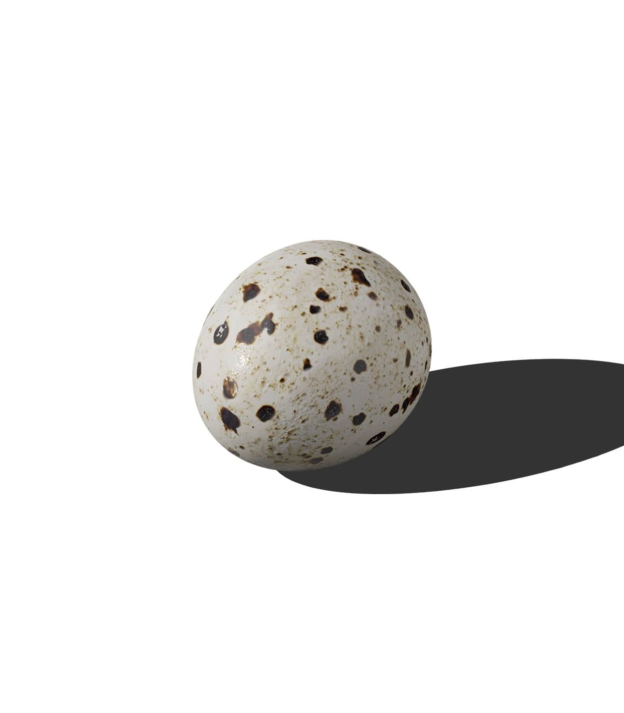 Mockup quail egg v2 isometric Mockup Quail Egg V2 Isometric