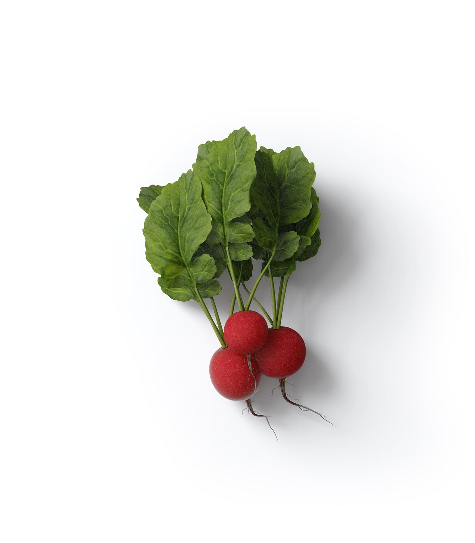 Mockup radish top Mockup Radish Top