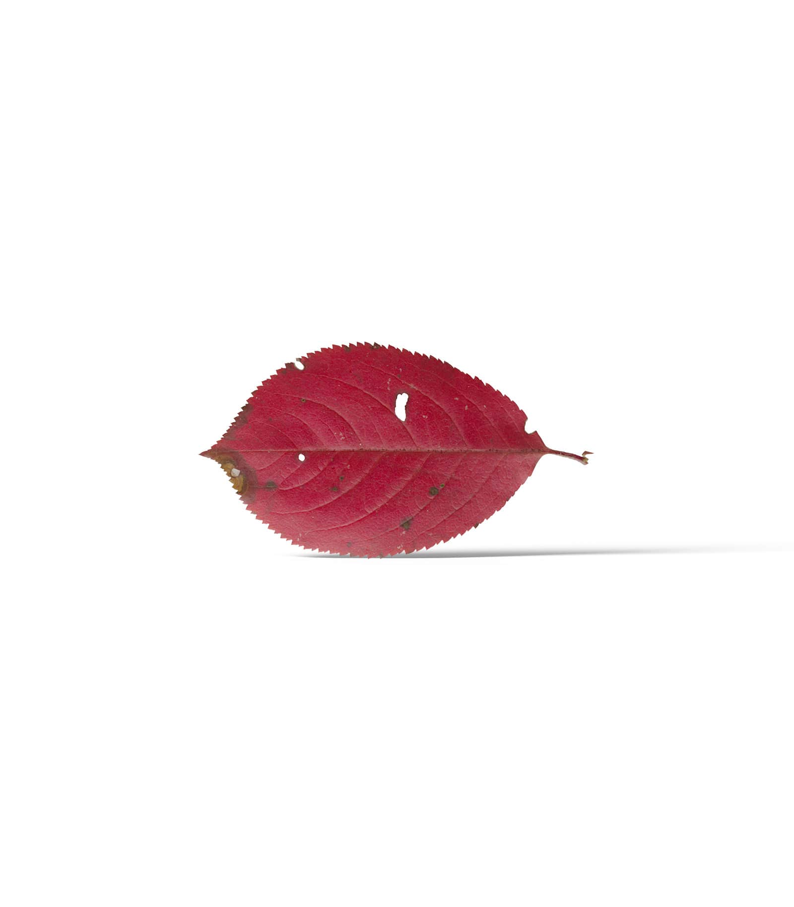 Mockup red leaf front Mockup Red Leaf Front