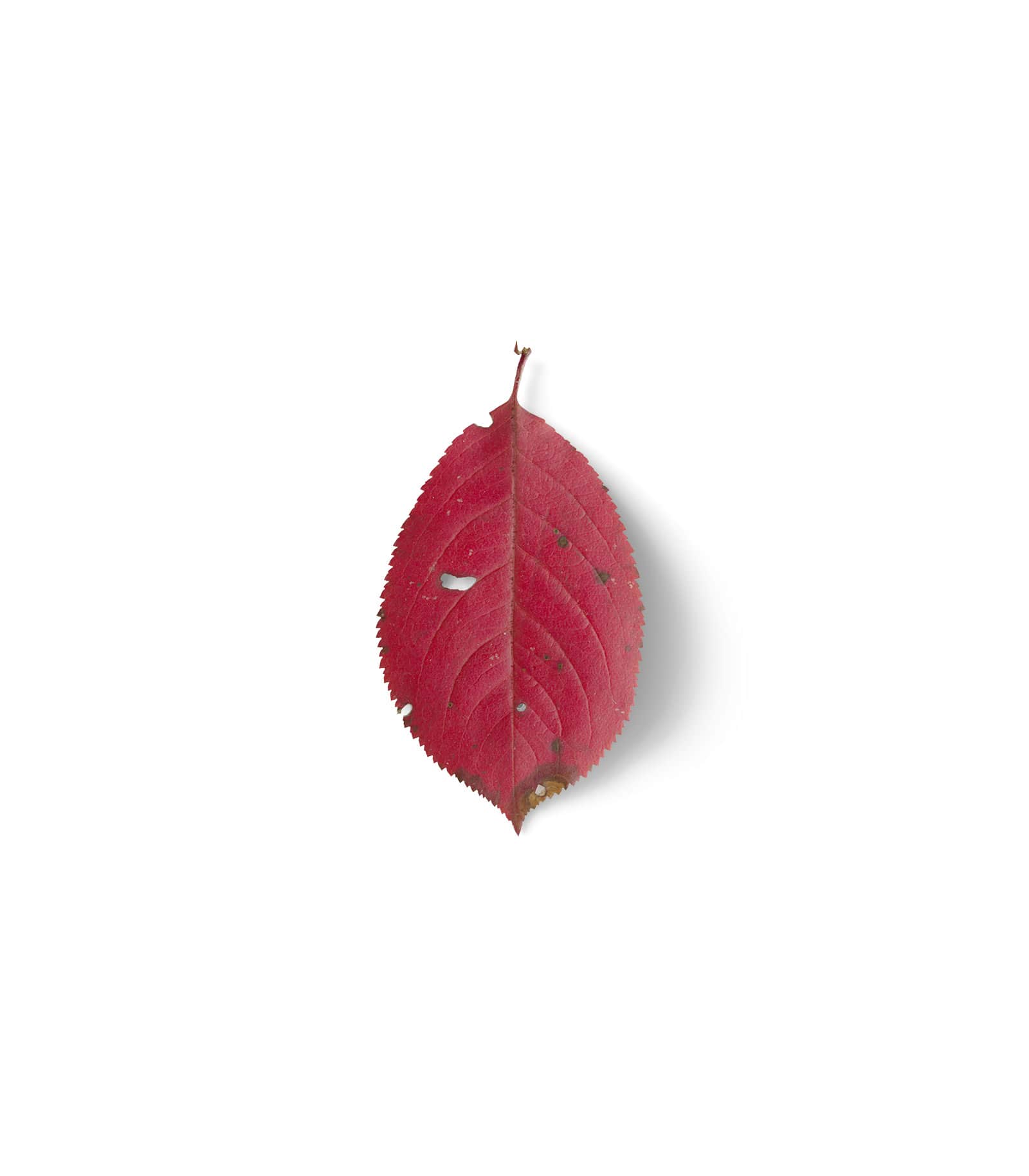 Mockup red leaf top Mockup Red Leaf Top