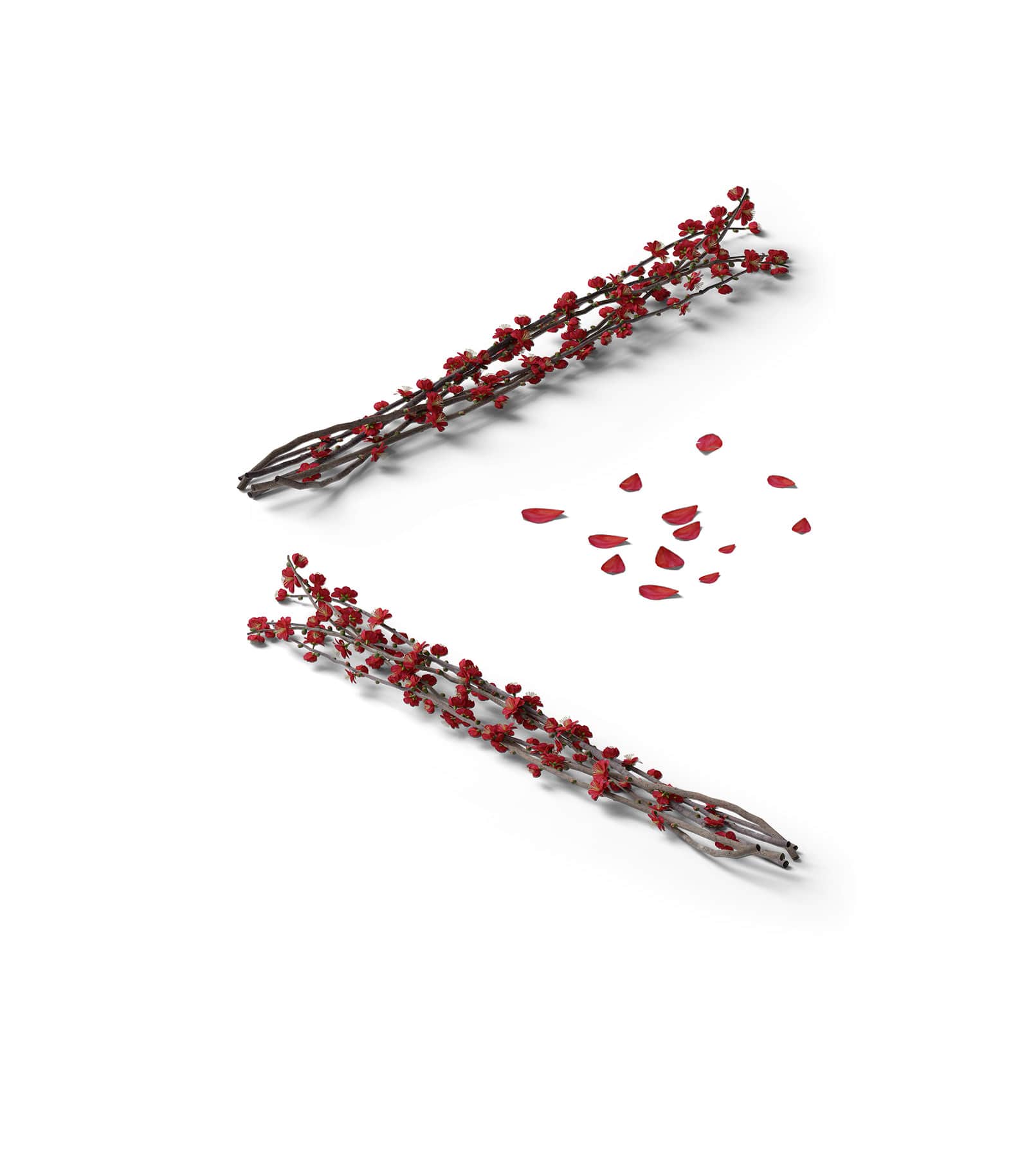 Mockup red sakura isometric Mockup Red Sakura Isometric