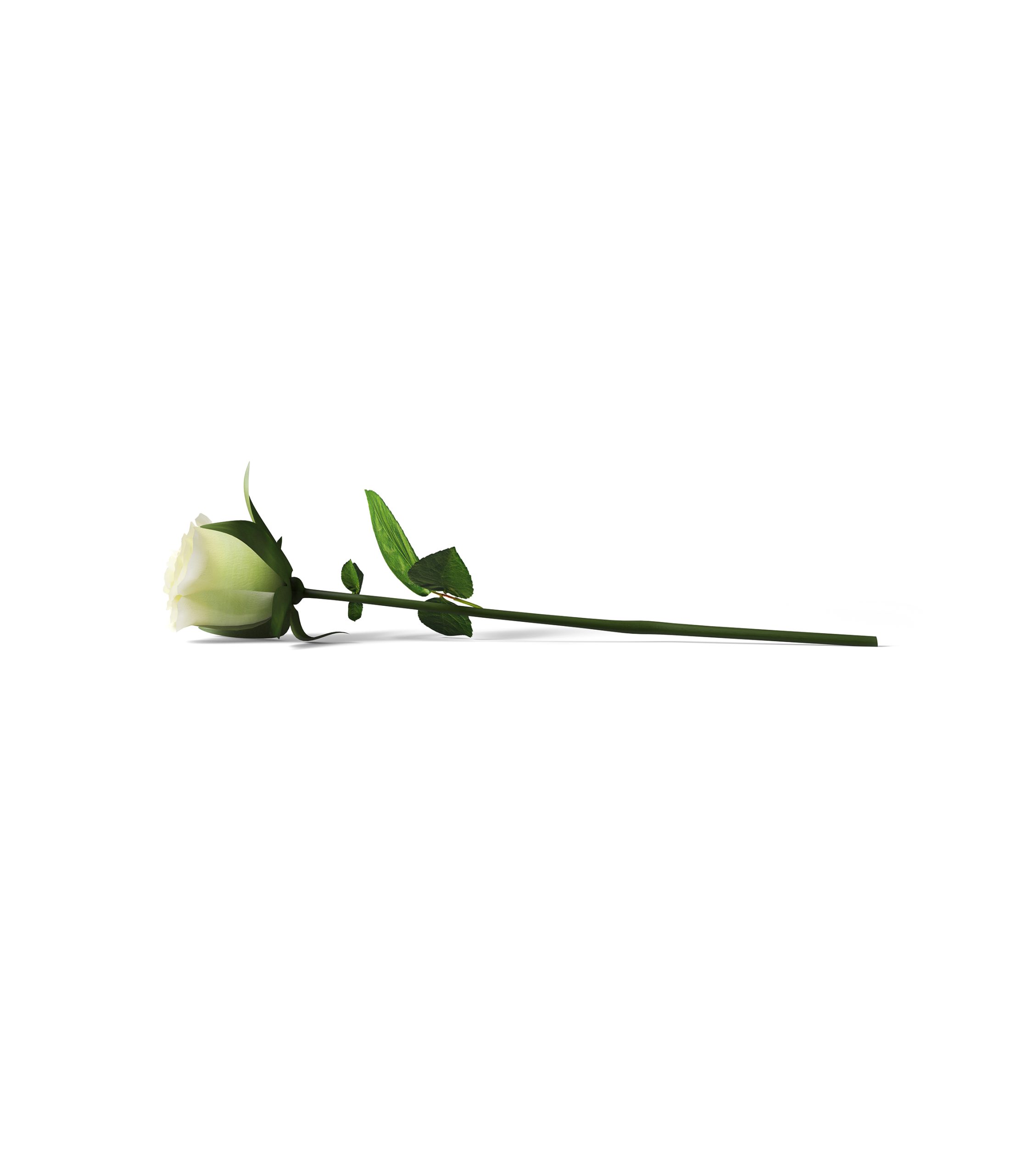 Mockup rose v13 front view Mockup Rose V13 Front View