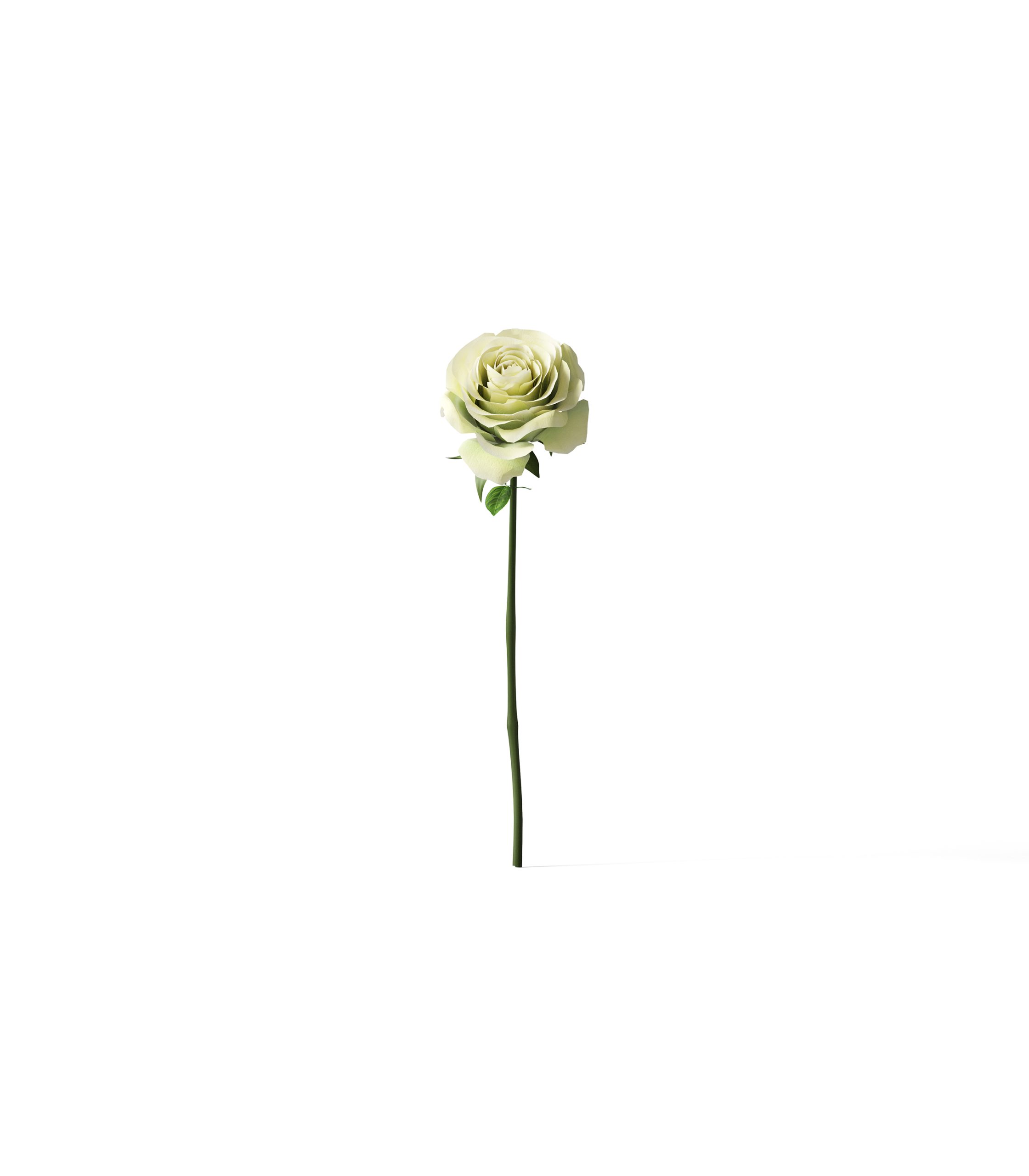 Mockup rose v3 front view Mockup Rose V3 Front View