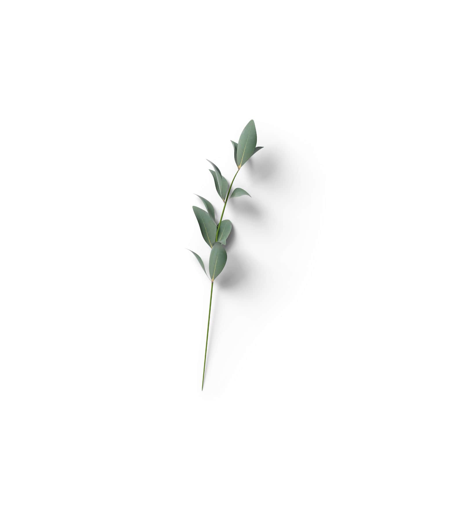 Mockup ruskus top v1 Mockup Ruskus Top V1