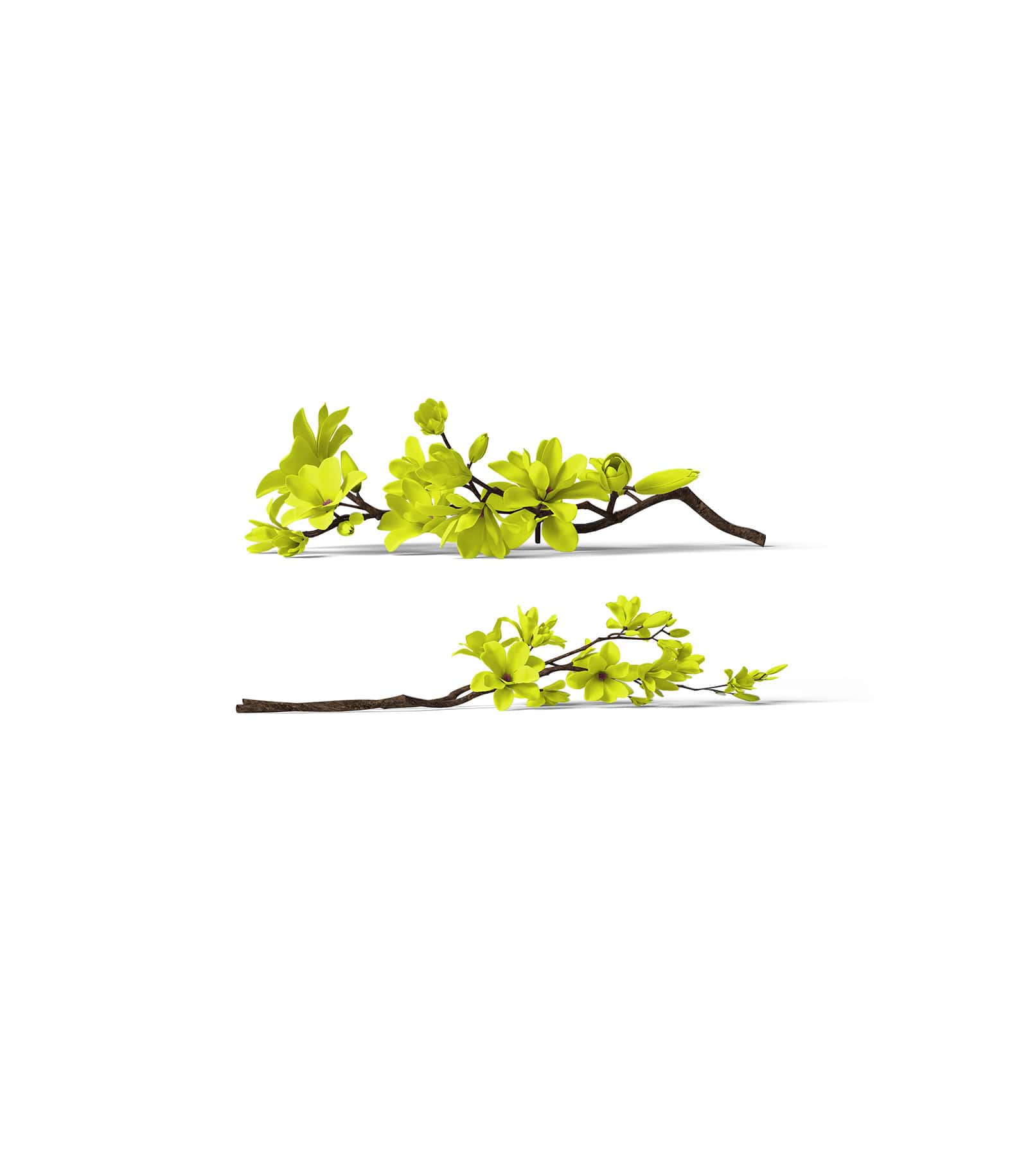 Mockup sakura front v1 Mockup Sakura Front V1
