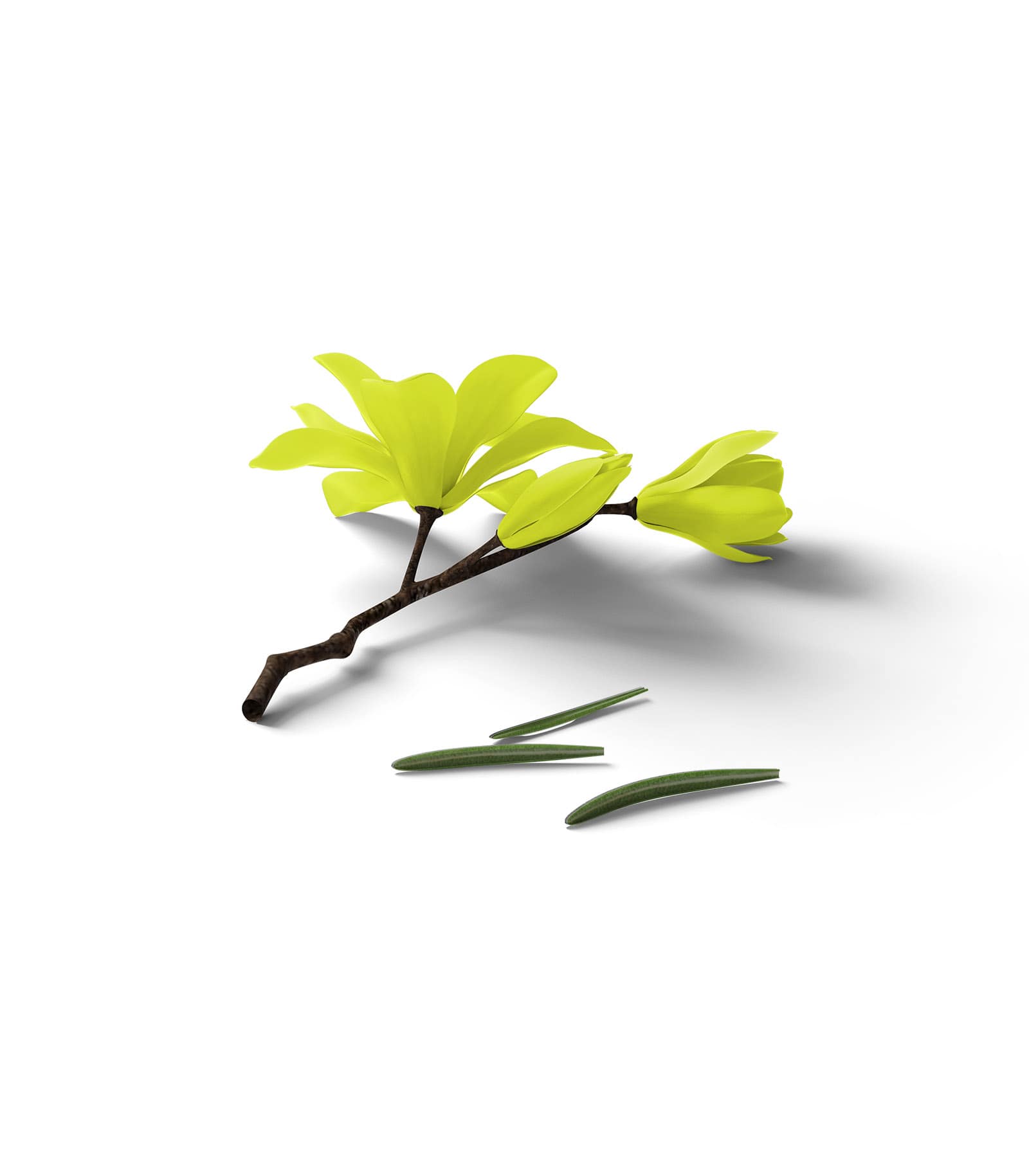 Mockup sakura isometric v3 Mockup Sakura Isometric V3