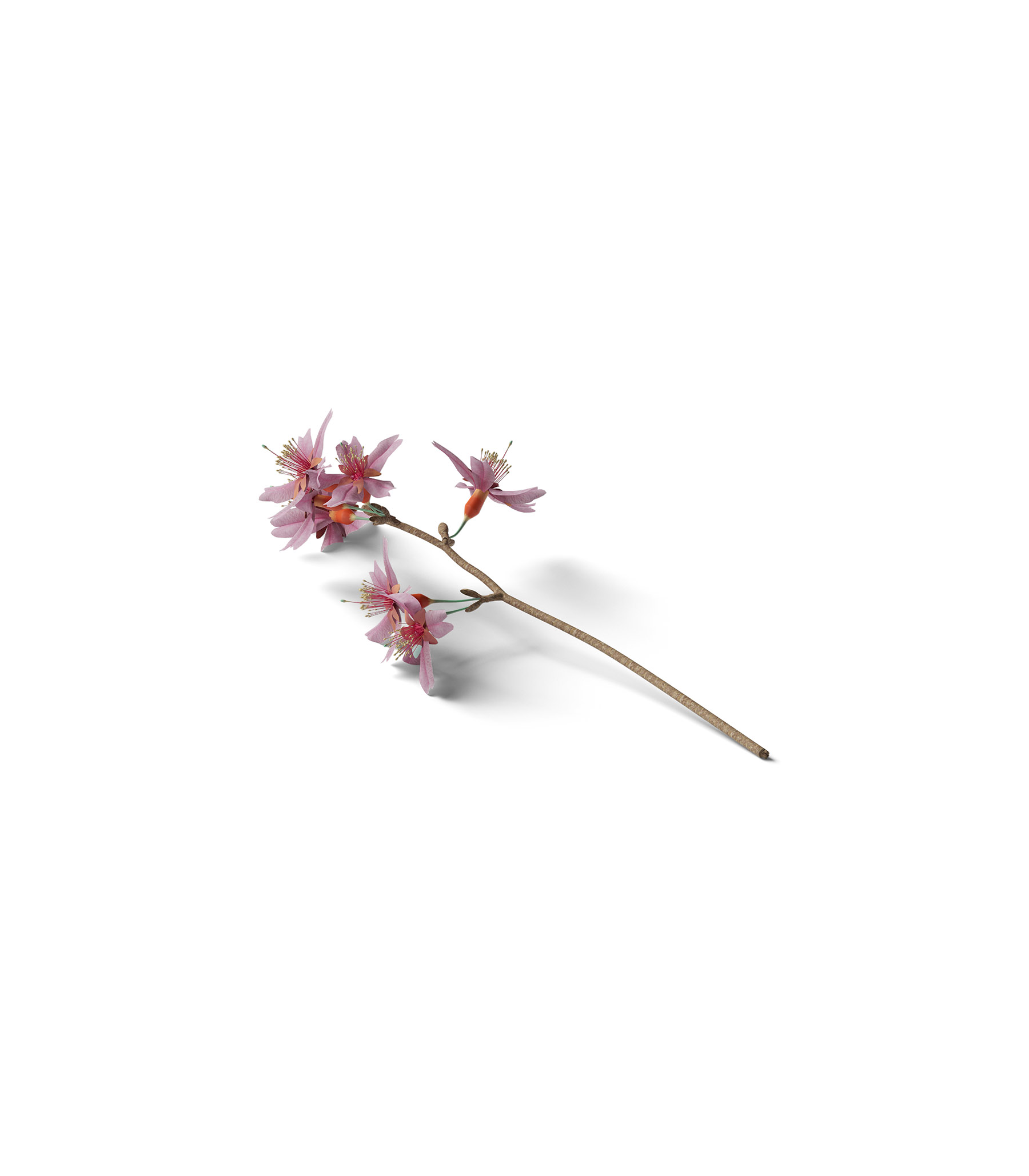 Mockup sakura isometric Mockup Sakura Isometric