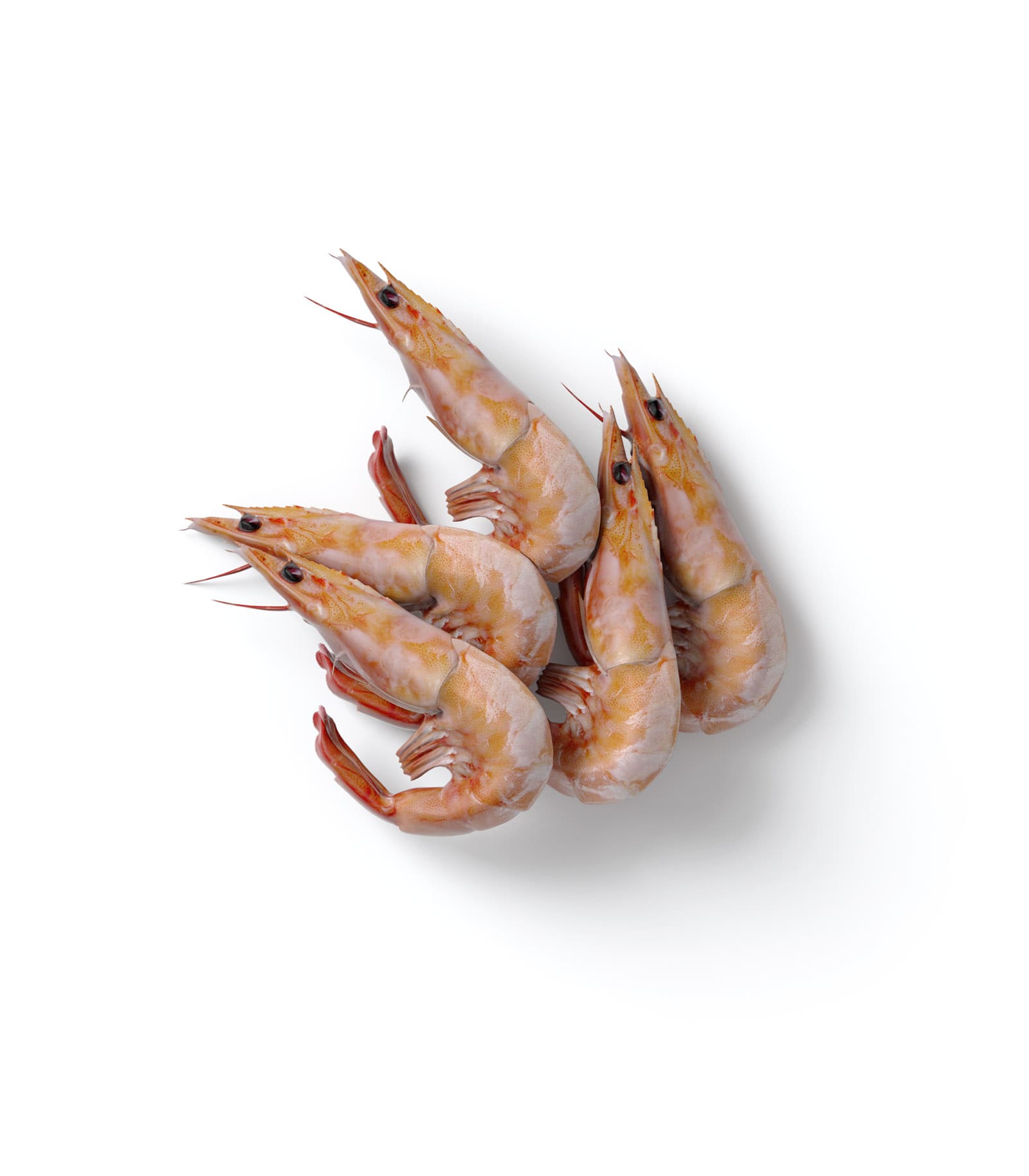 Mockup shrimp top Mockup Shrimp Top
