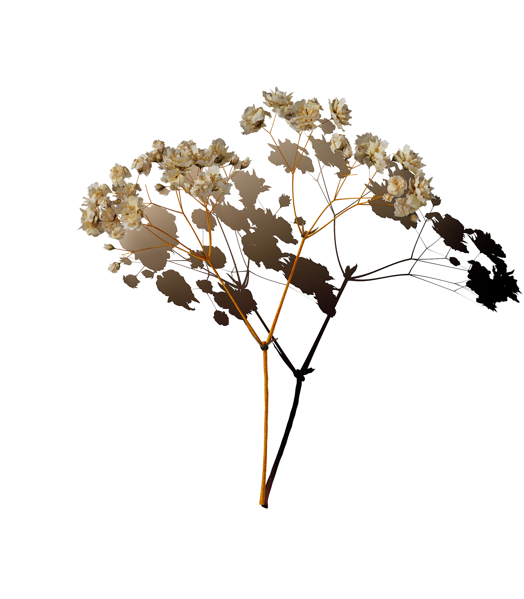 Mockup small roses v2 top view Mockup Small Roses V2 Top View