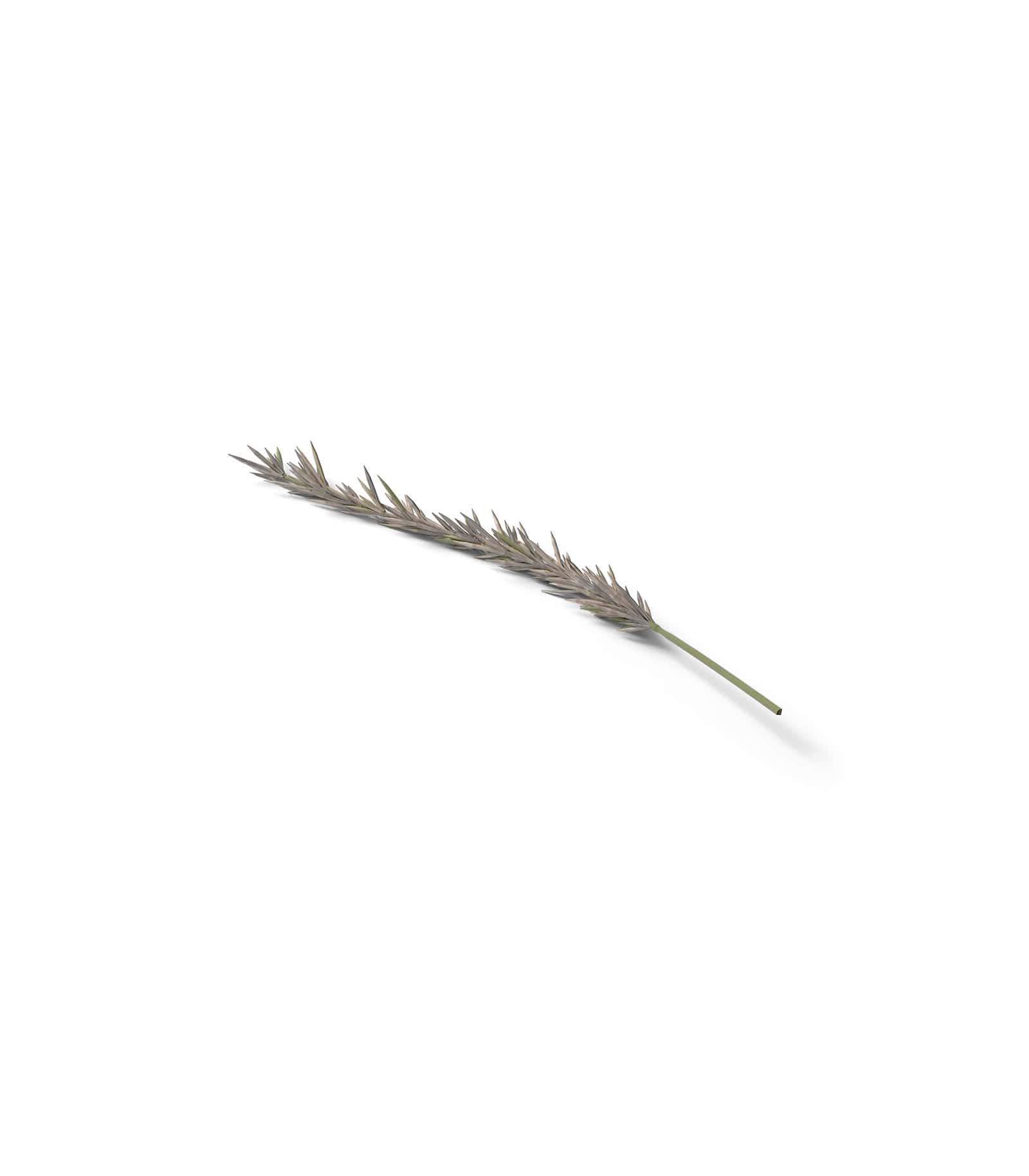 Mockup spruce branch isometric v1 Mockup Spruce Branch Isometric V1