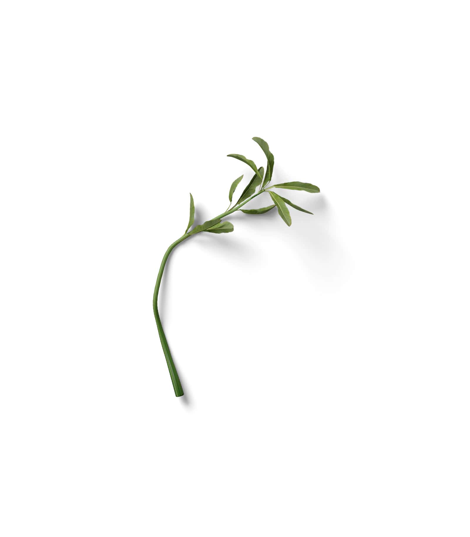 Mockup tarragon top Mockup Tarragon Top
