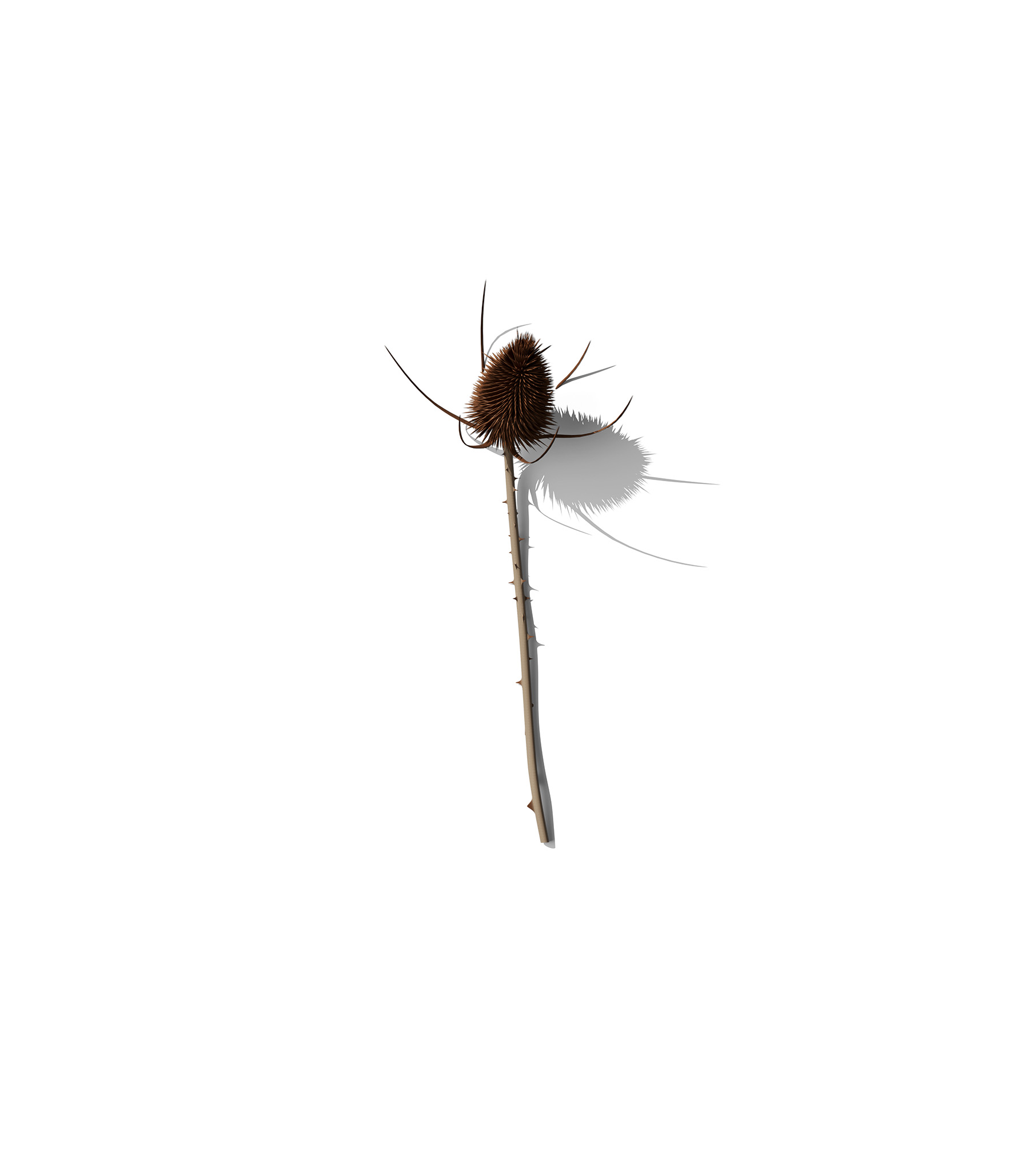 Mockup teasel v1 front view Mockup Teasel V1 Front View