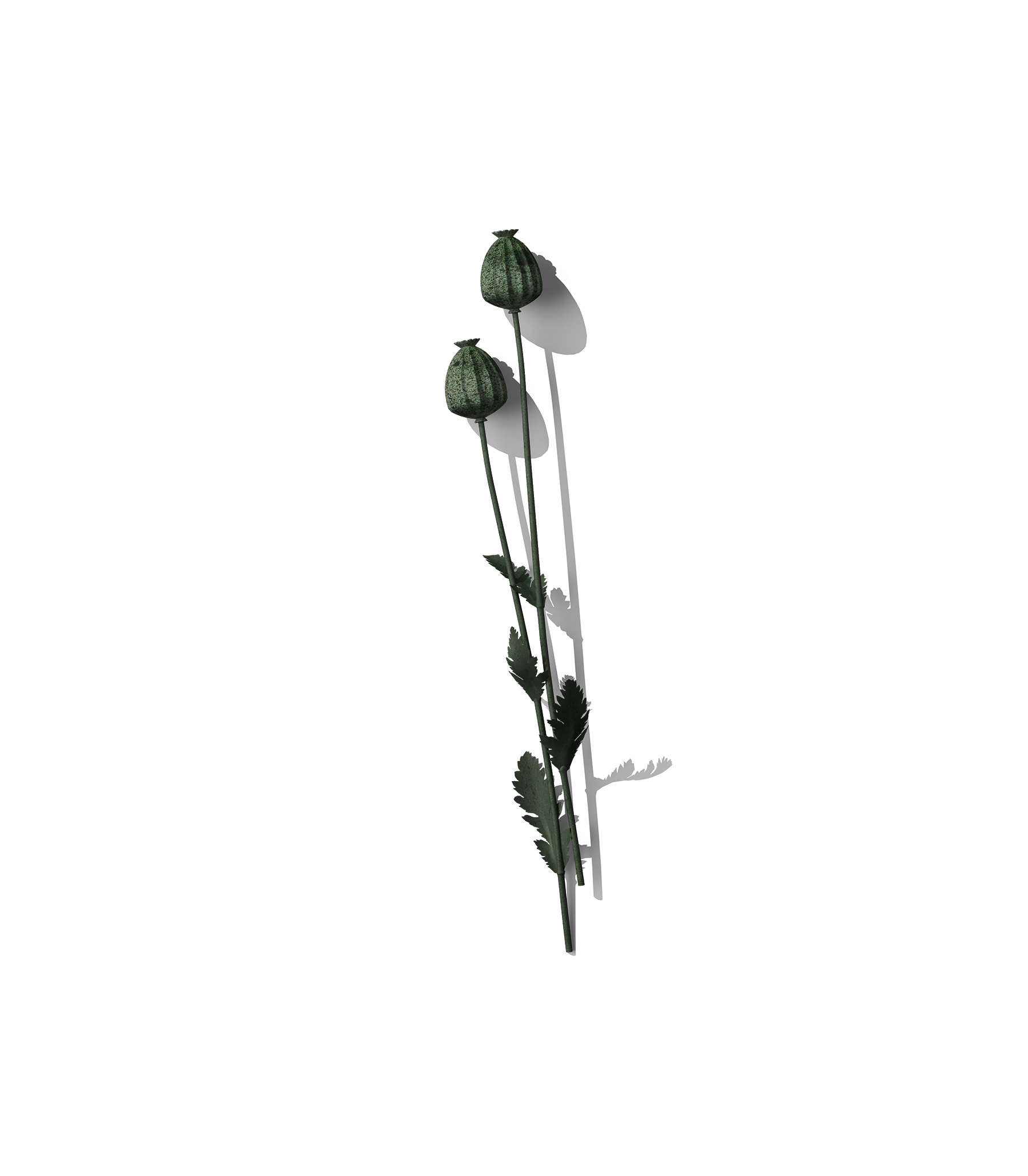 Mockup teasel v2 front view Mockup Teasel V2 Front View