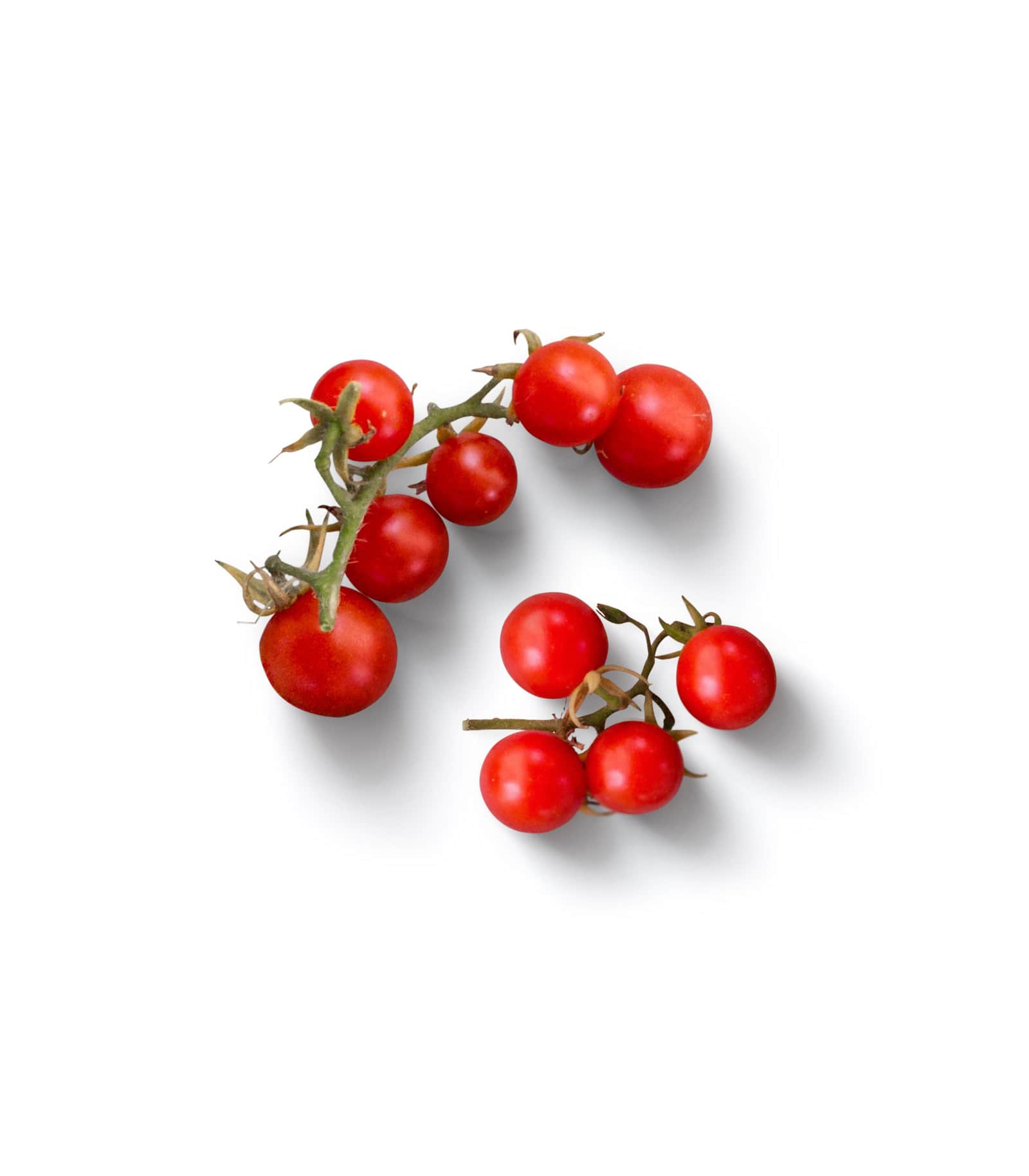 Mockup tomato on a branch top Mockup Tomato On A Branch Top