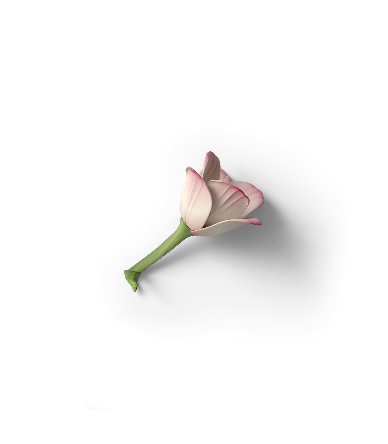 Mockup tulip top v1 Mockup Tulip Top V1