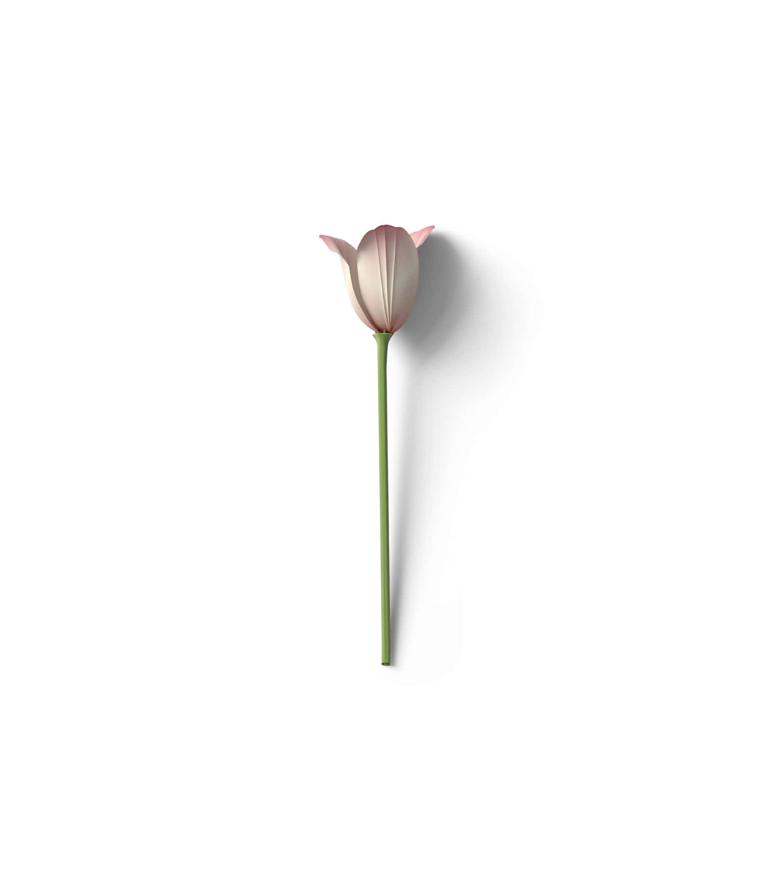 Mockup tulip top v2 Mockup Tulip Top V2