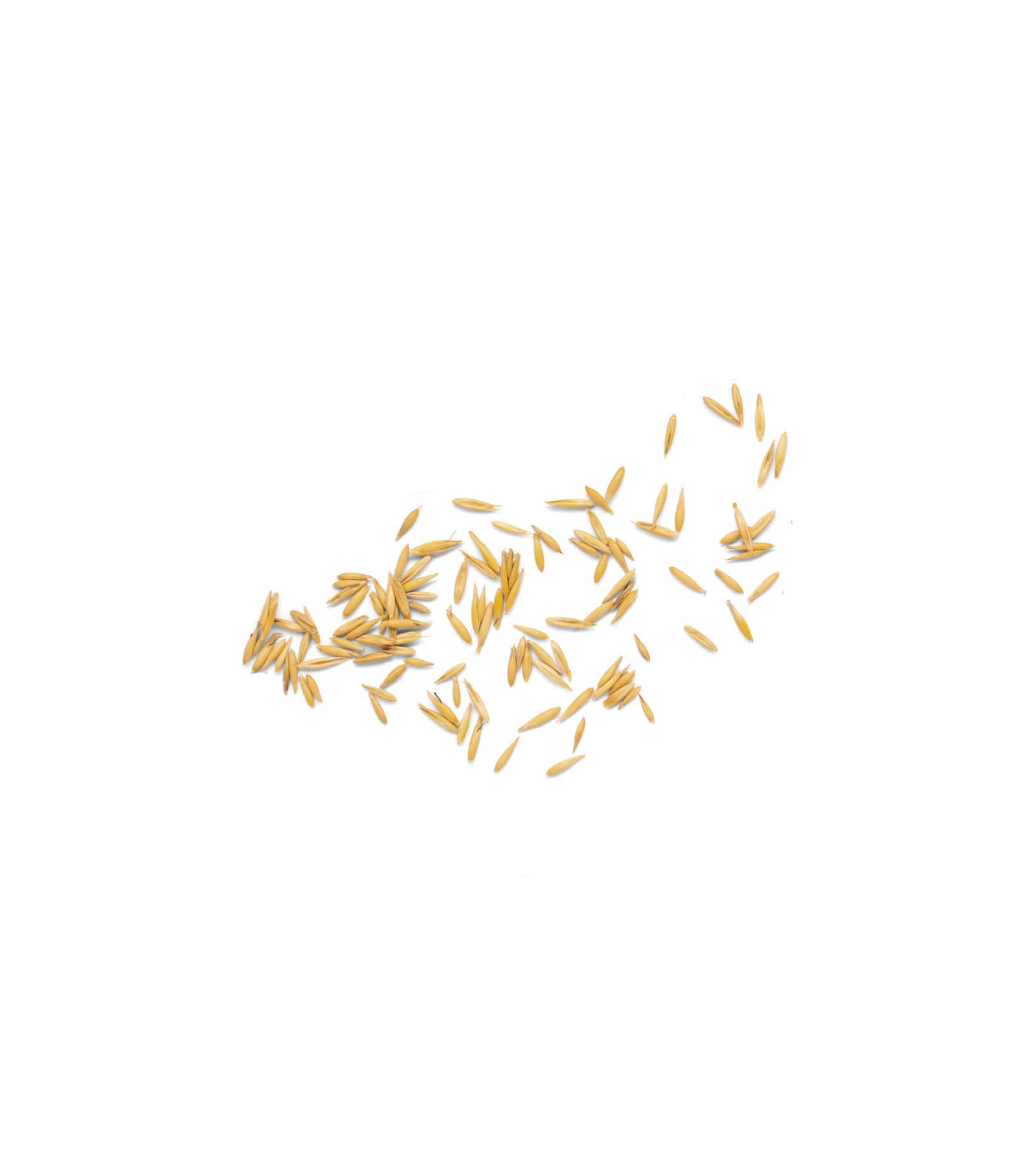 Mockup wheat seed top v2 Mockup Wheat Seed Top V2