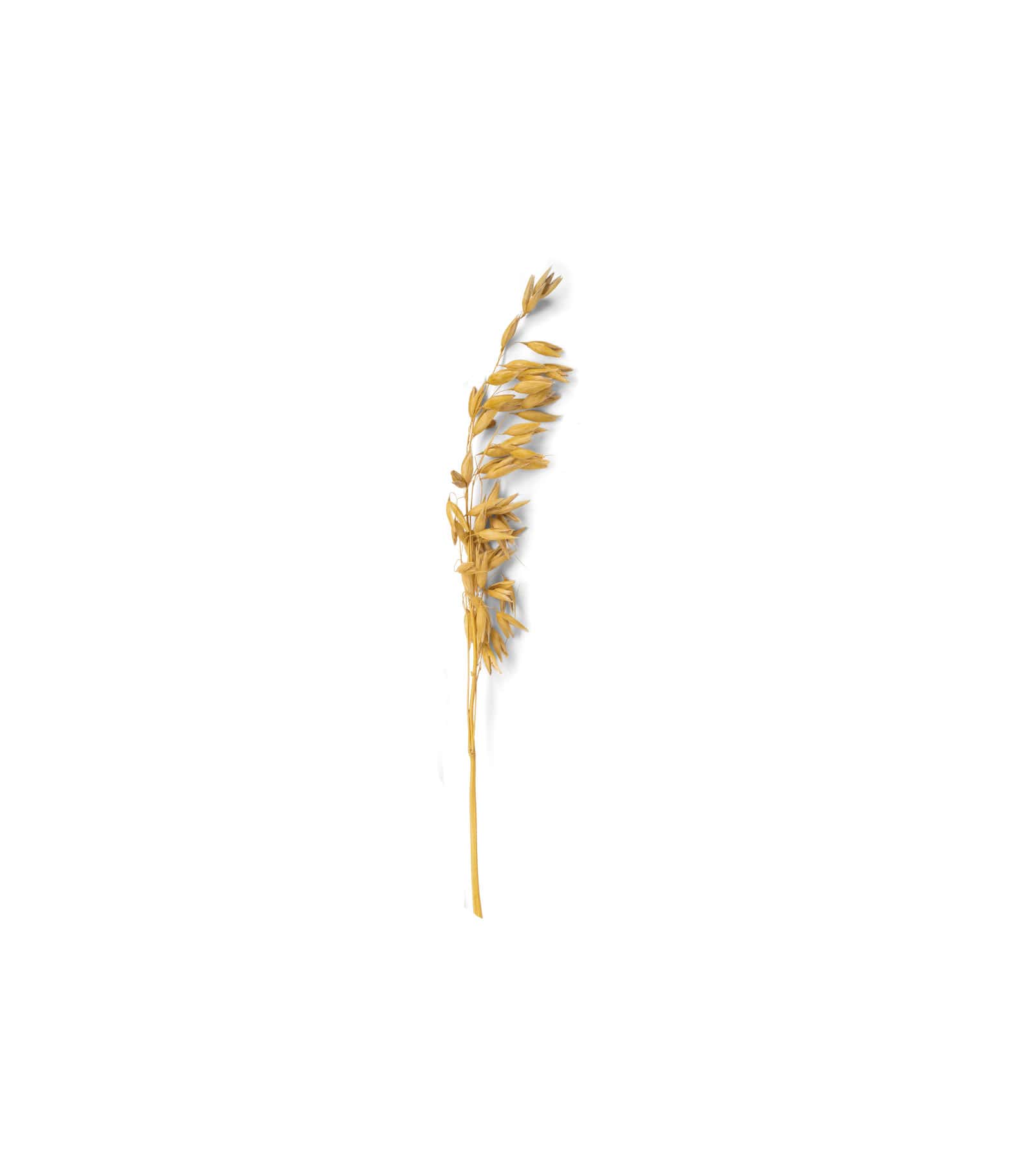 Mockup wheat top v1 Mockup Wheat Top V1
