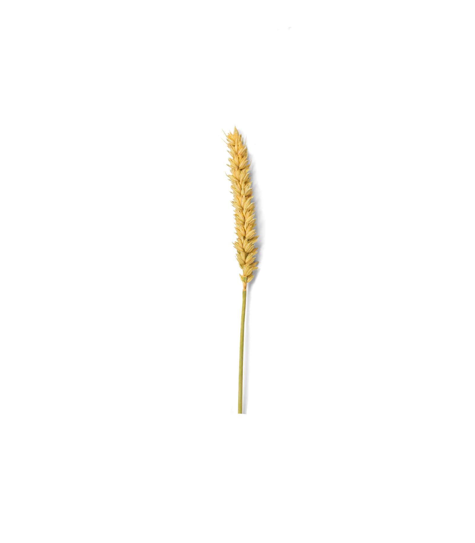 Mockup wheat top v3 Mockup Wheat Top V3
