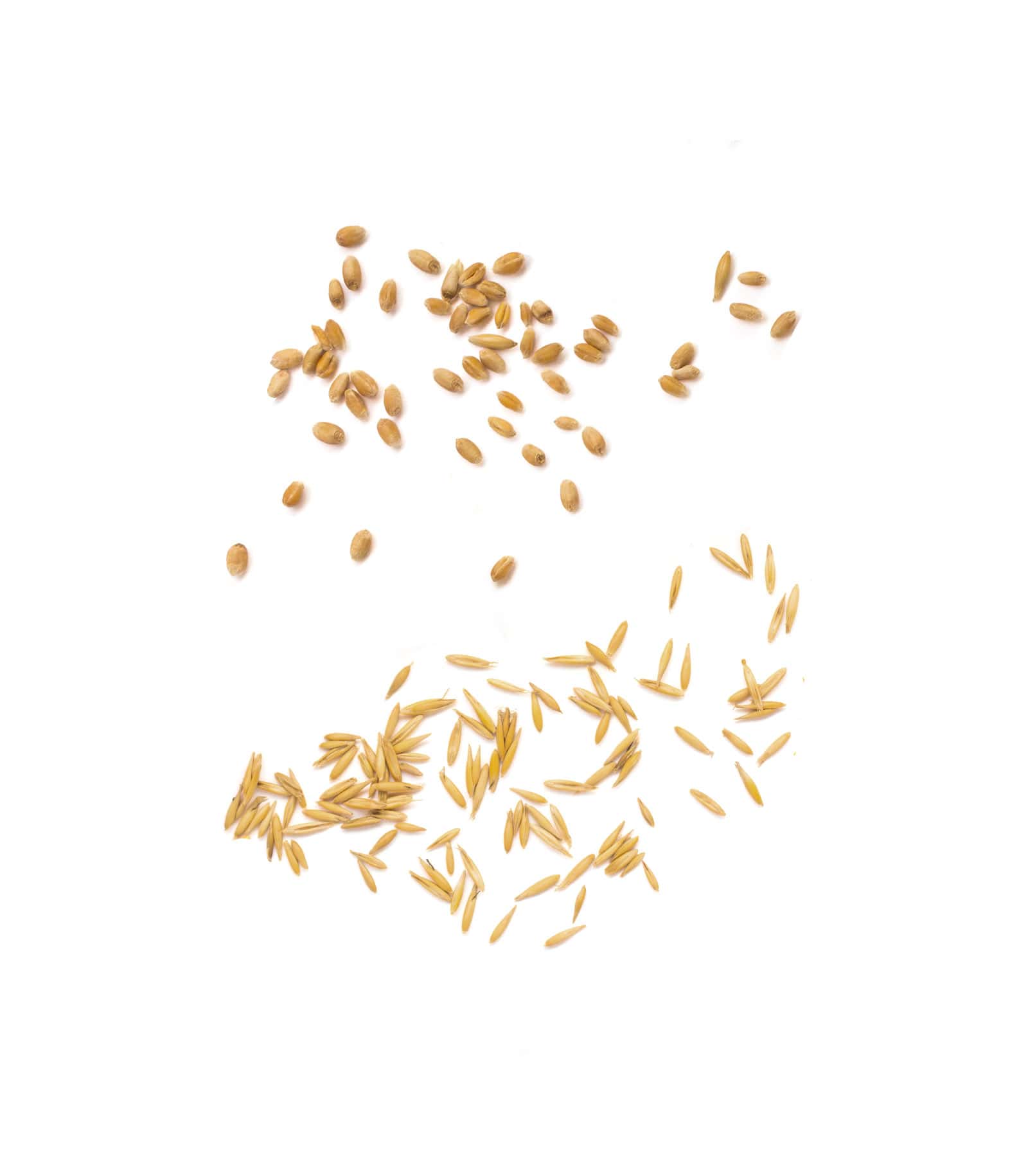 Mockup wheat top Mockup Wheat Top