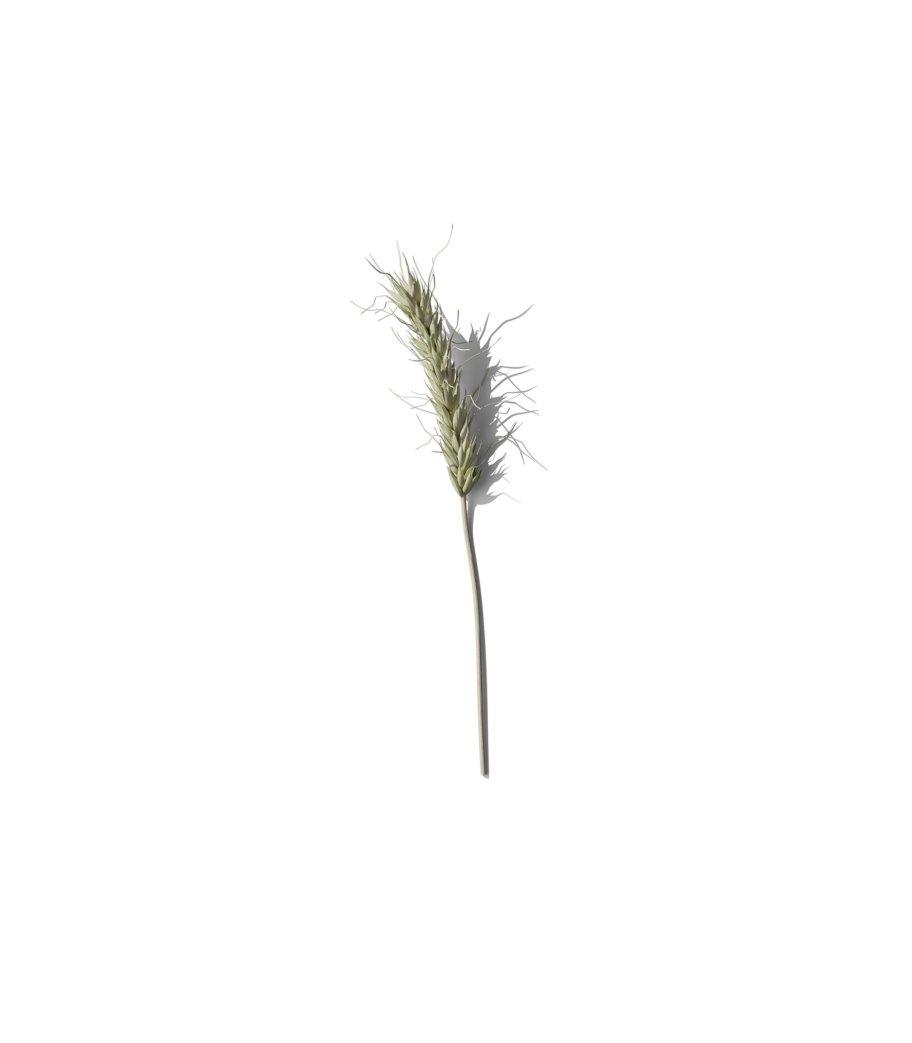 Mockup wheat v1 front view Mockup Wheat V1 Front View