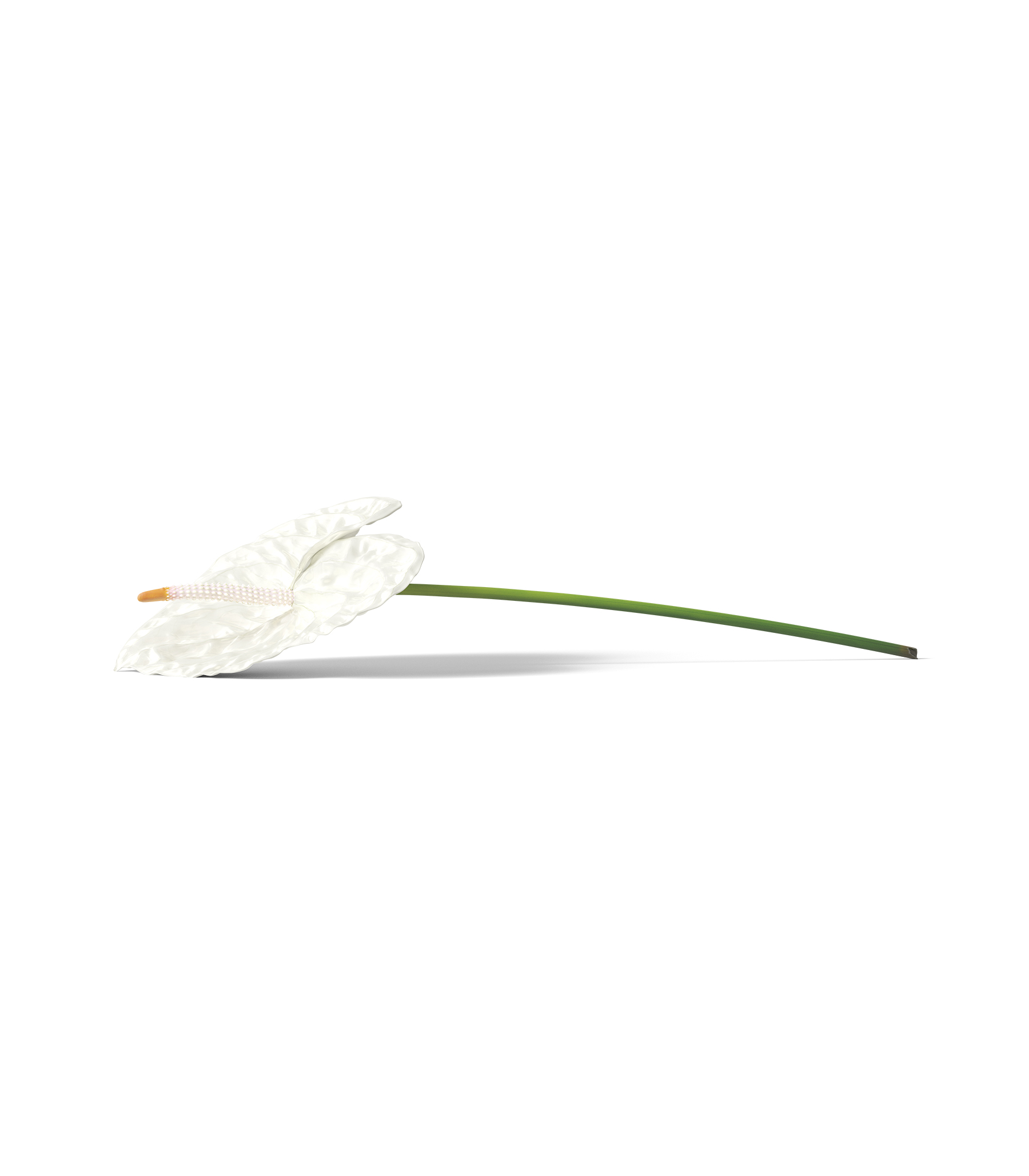 Mockup white anthurium v2 front view Mockup White Anthurium V2 Front View