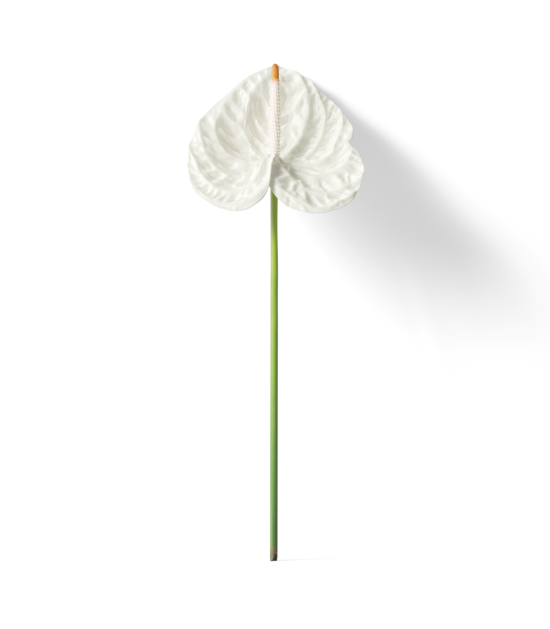 Mockup white anthurium v3 front view Mockup White Anthurium V3 Front View