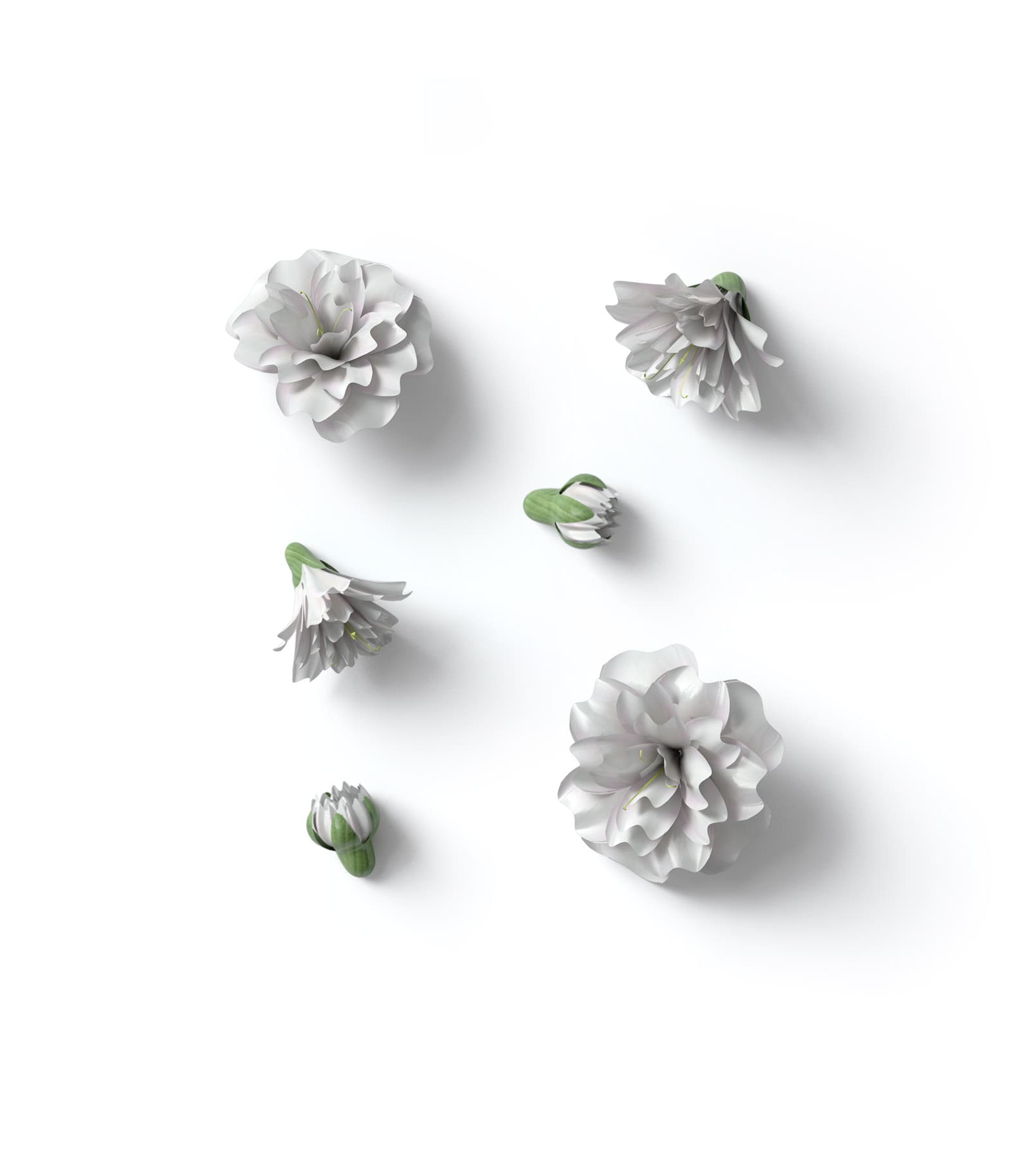 Mockup white flower buds top Mockup White Flower Buds Top