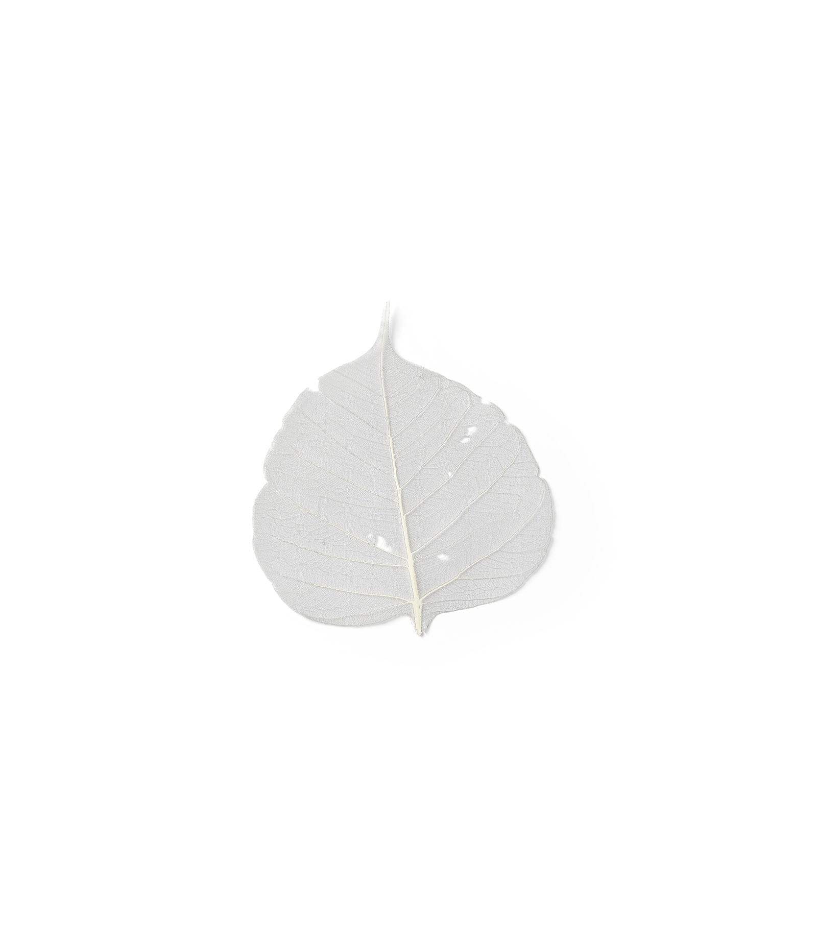 Mockup white leaf top Mockup White Leaf Top