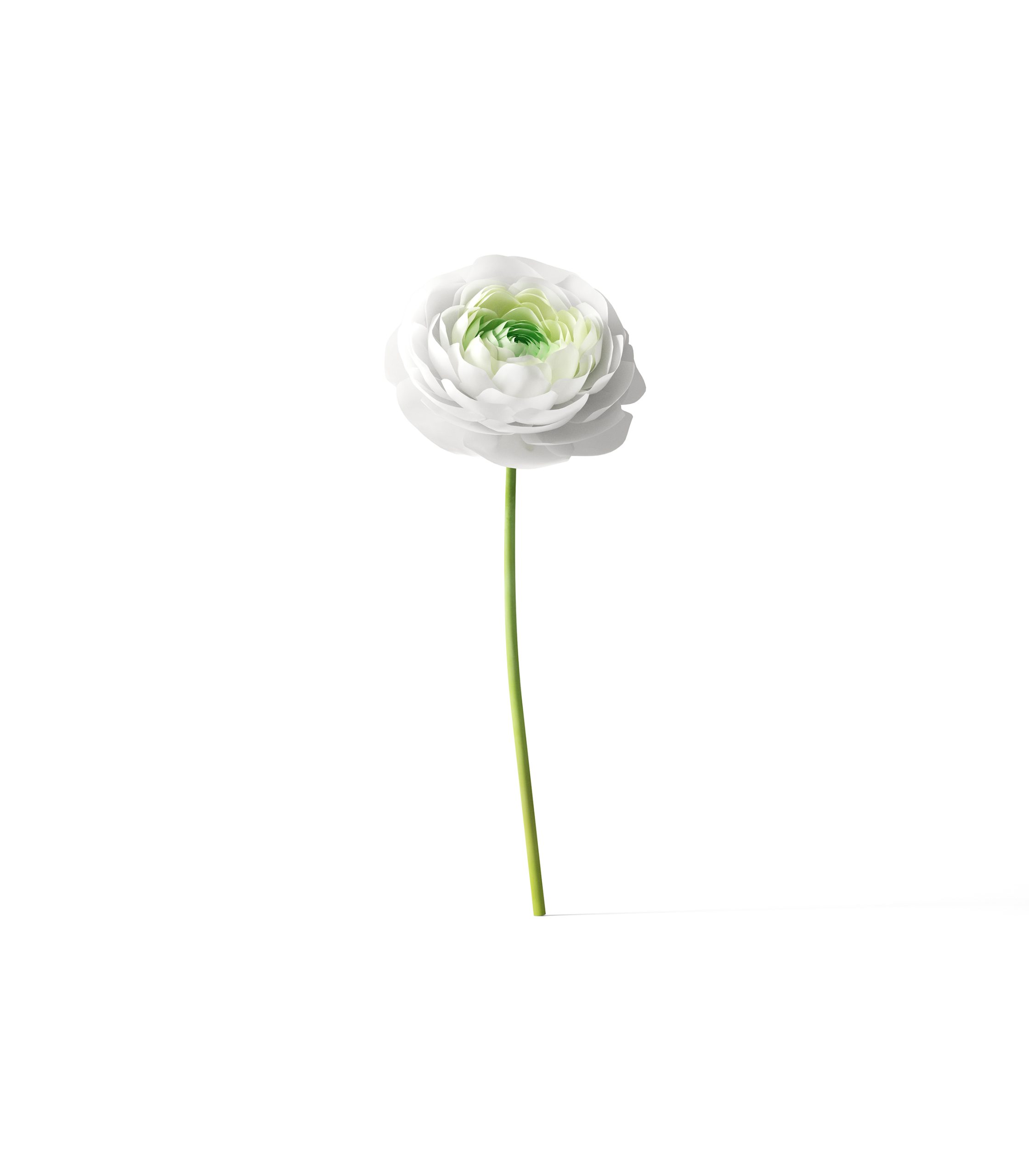 Mockup white ranunculus v3 front view Mockup White Ranunculus V3 Front View