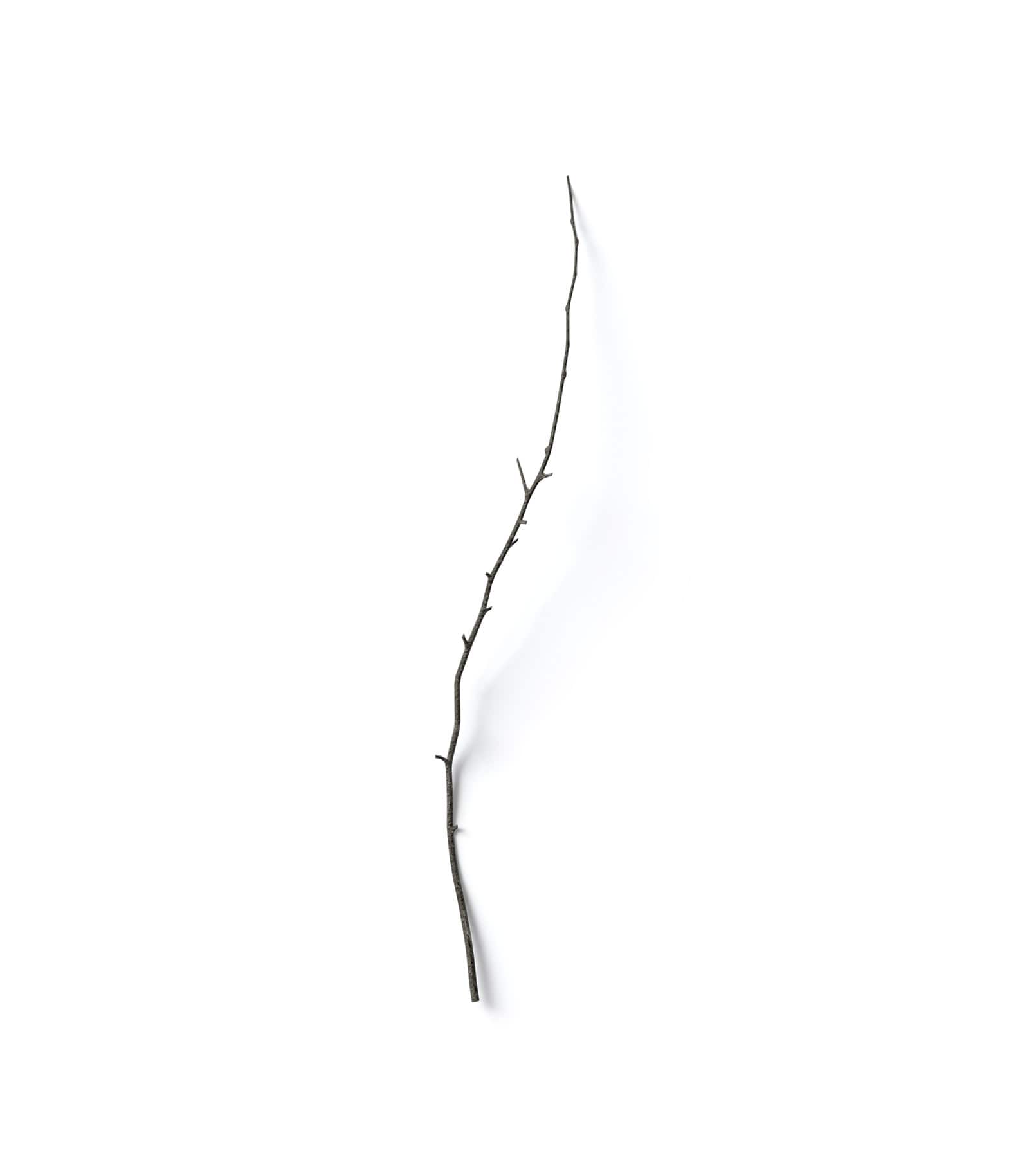 Mockup withered branch top Mockup Withered Branch Top
